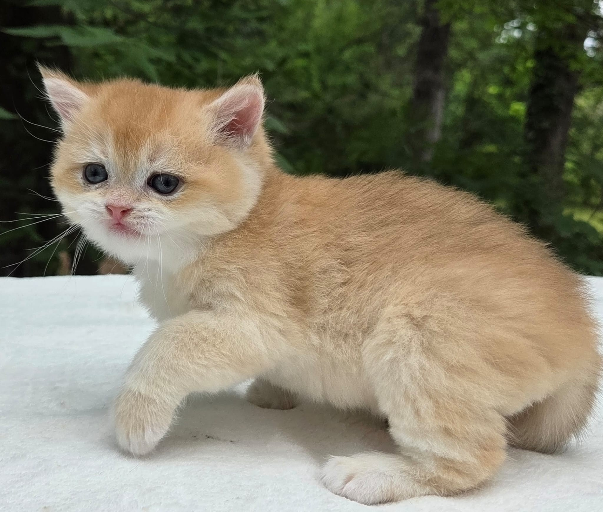 Kira, female, DB- 03.25.26, $1399. British shorhair Cats