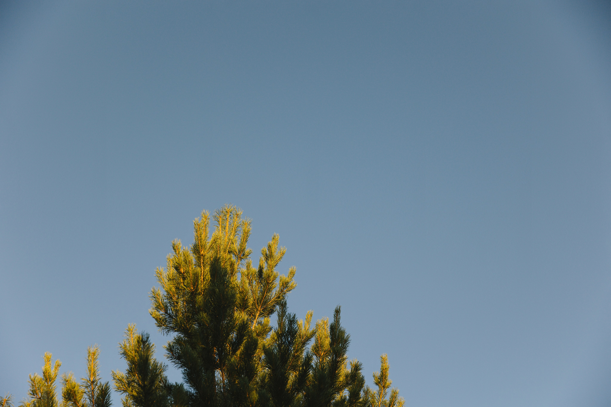 Y & A. Свадебный и семейный фотограф в Красноярске Абраменко Настя