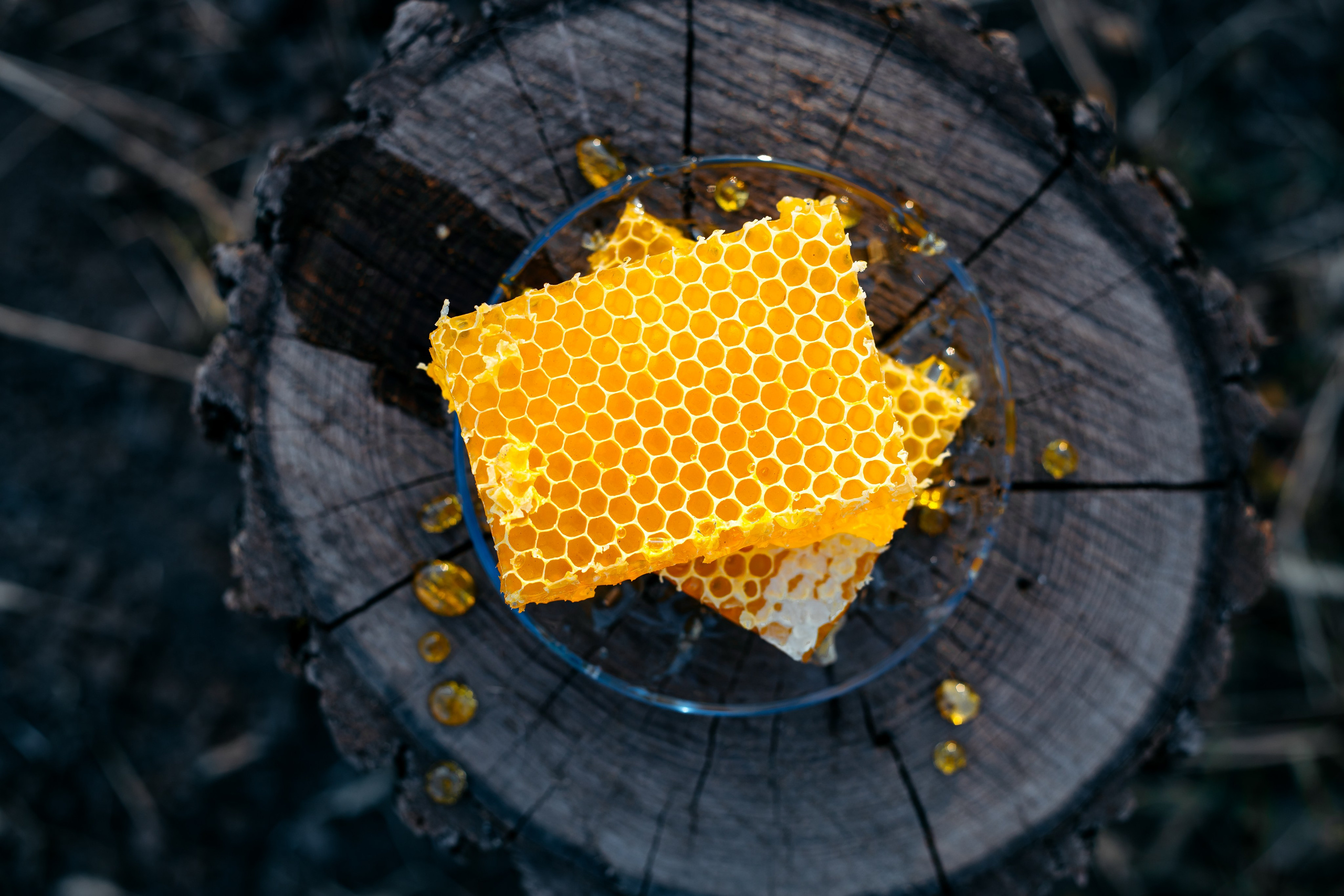 Контент фотосессия для частной пасеки. Свадебный и семейный фотограф в Краснодарском крае Мария Данилкина