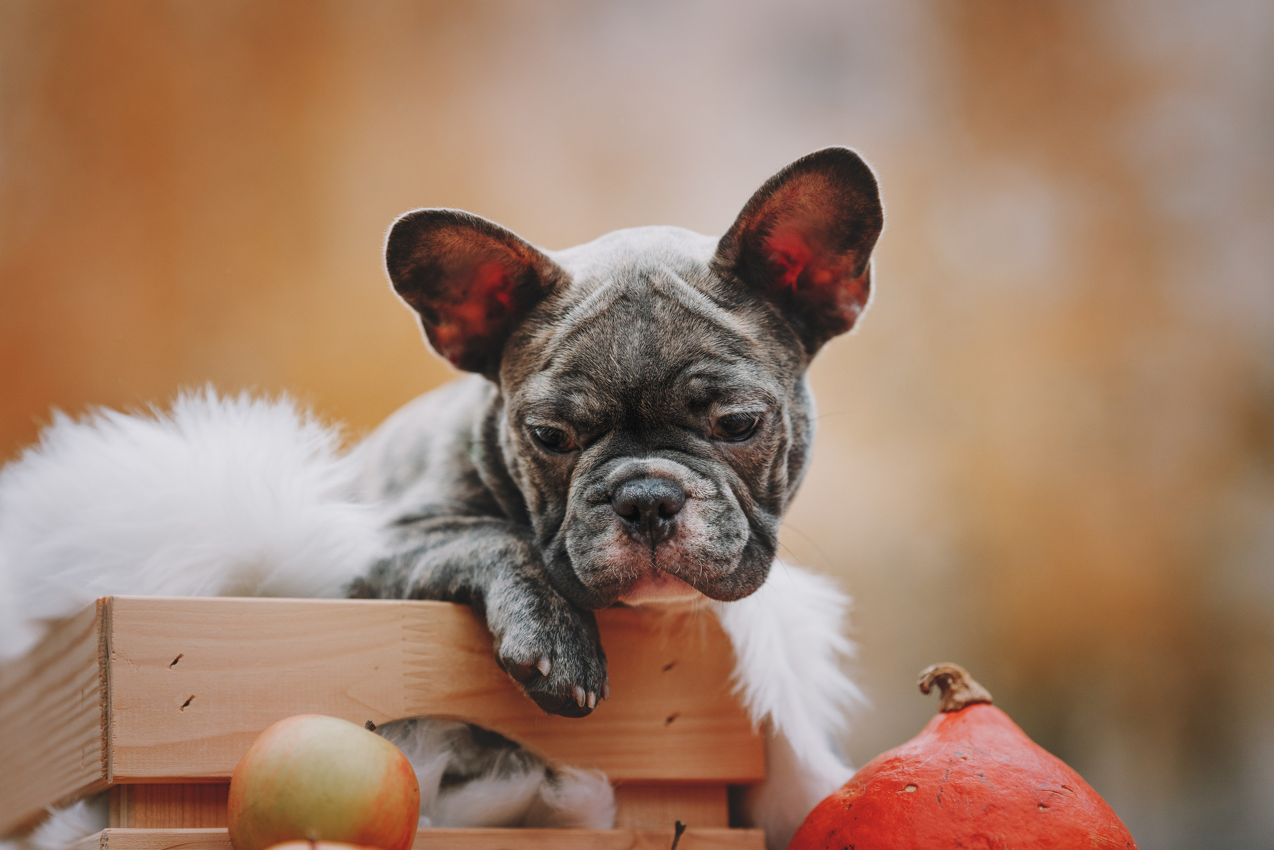 Французские бульдоги. Фотограф анималист Осипчикова Мария