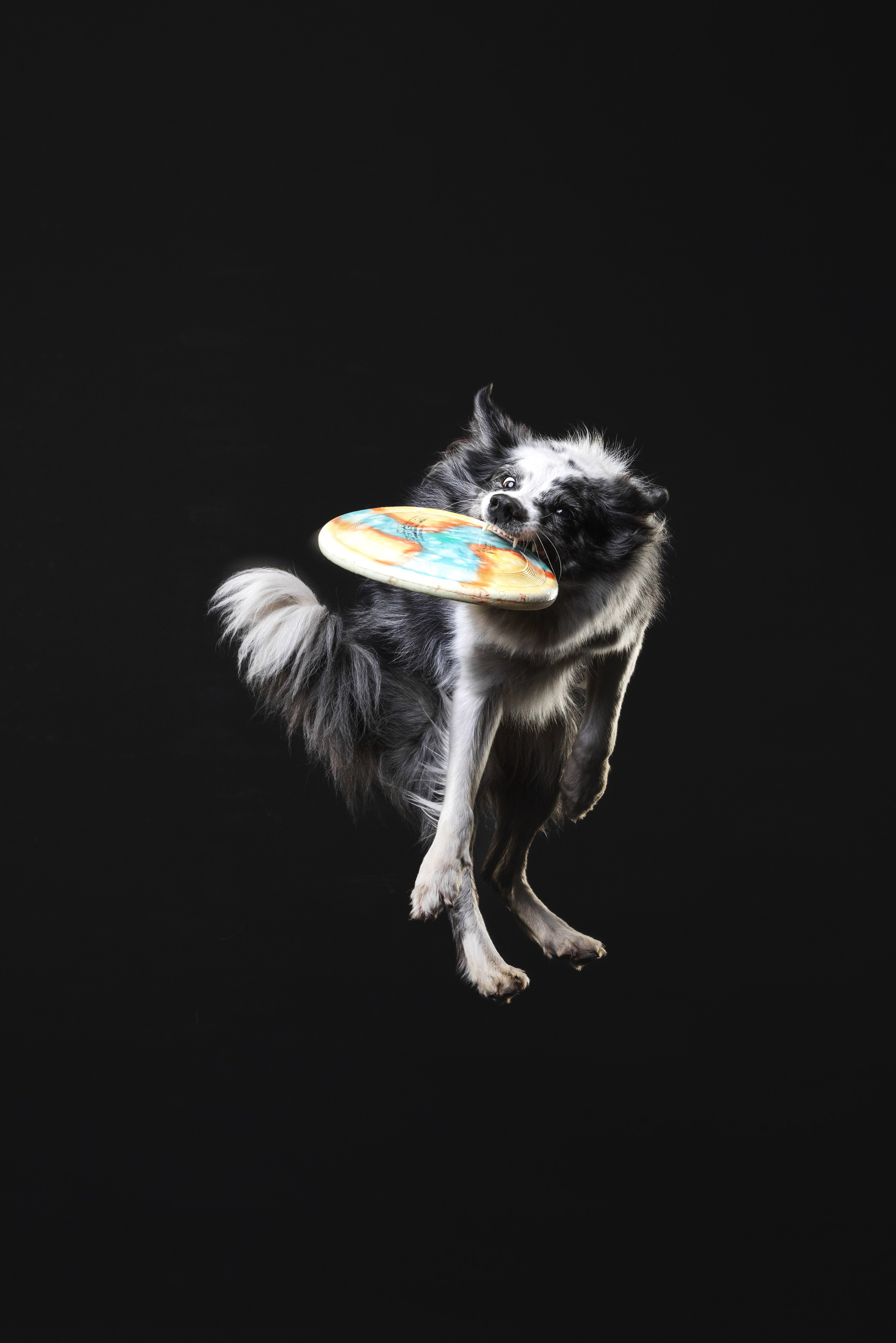 Бордер колли. Фотограф анималист Осипчикова Мария