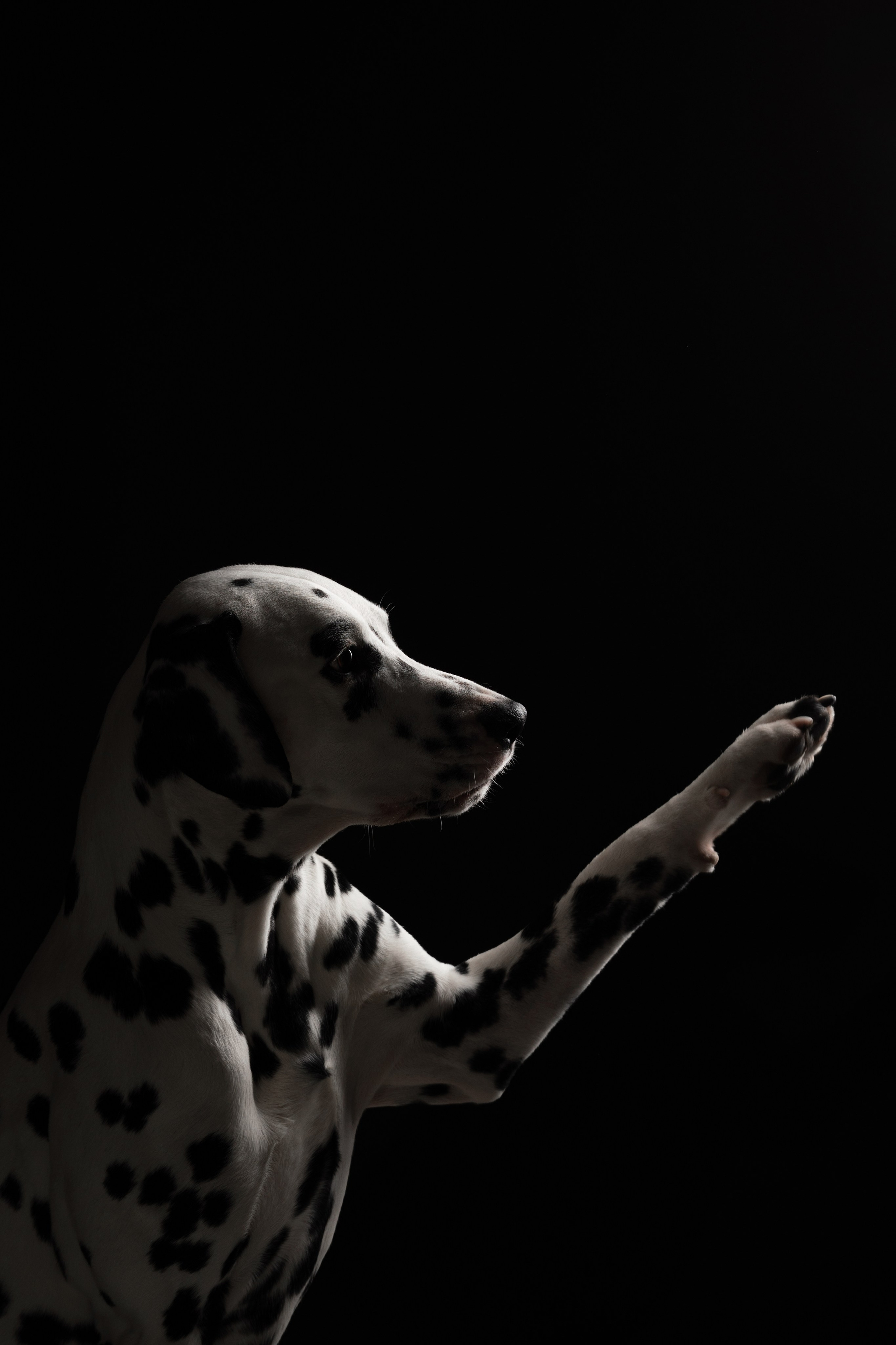 Тейл. Фотограф анималист Осипчикова Мария