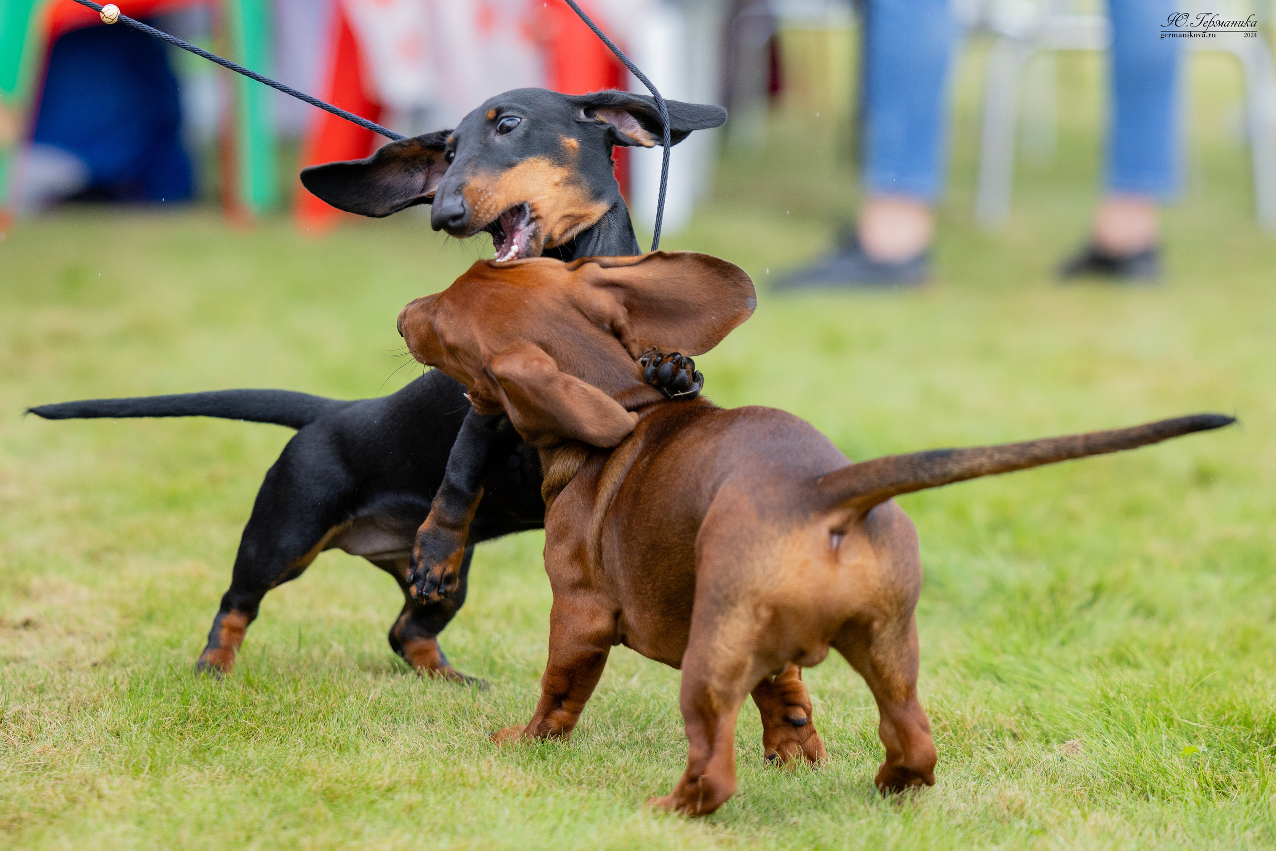 Ярославль 21.07.24 и Балашиха 13.07.24. Фотограф-анималист Юлия Германика