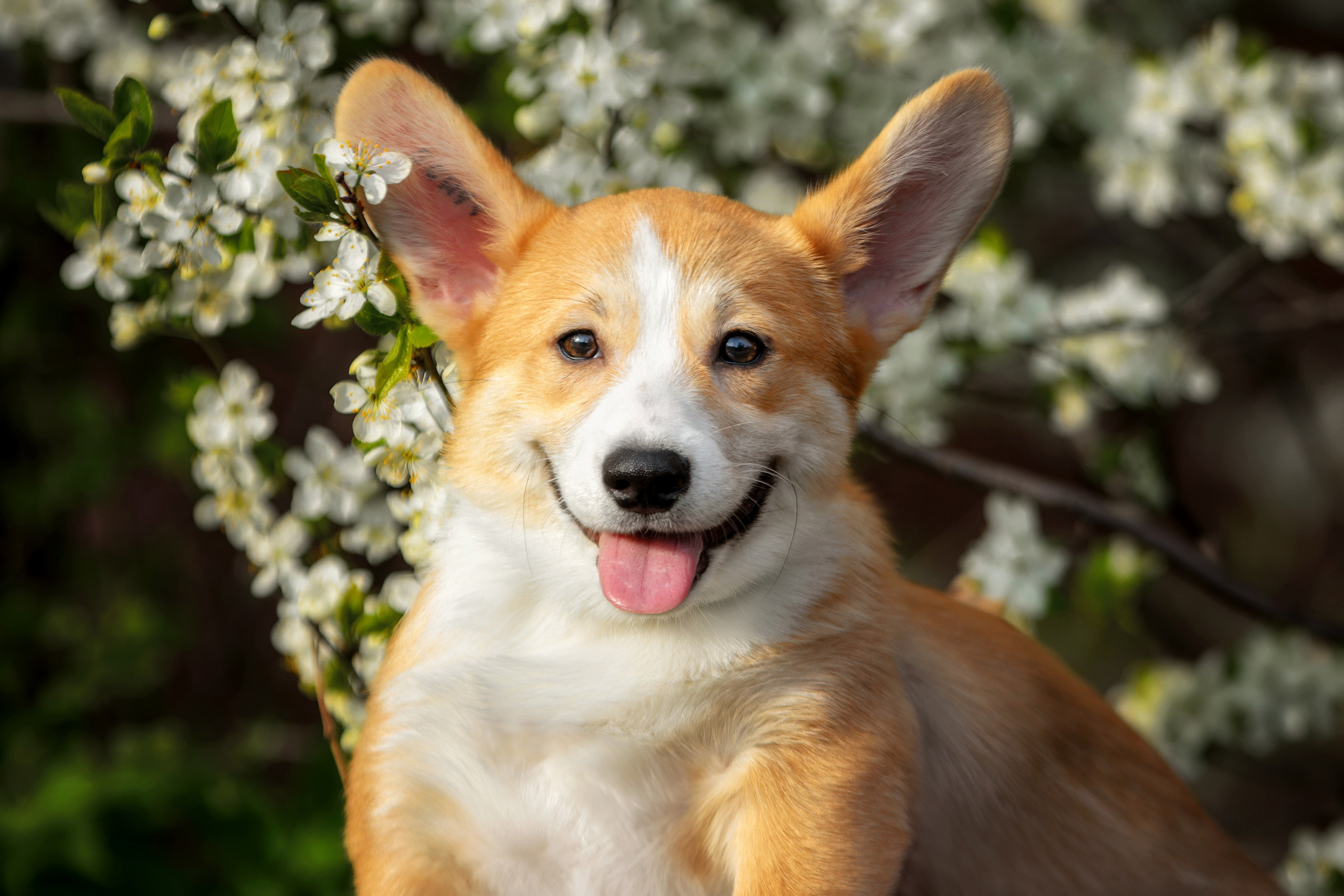 Собаки. Фотограф-анималист Юлия Зубкова