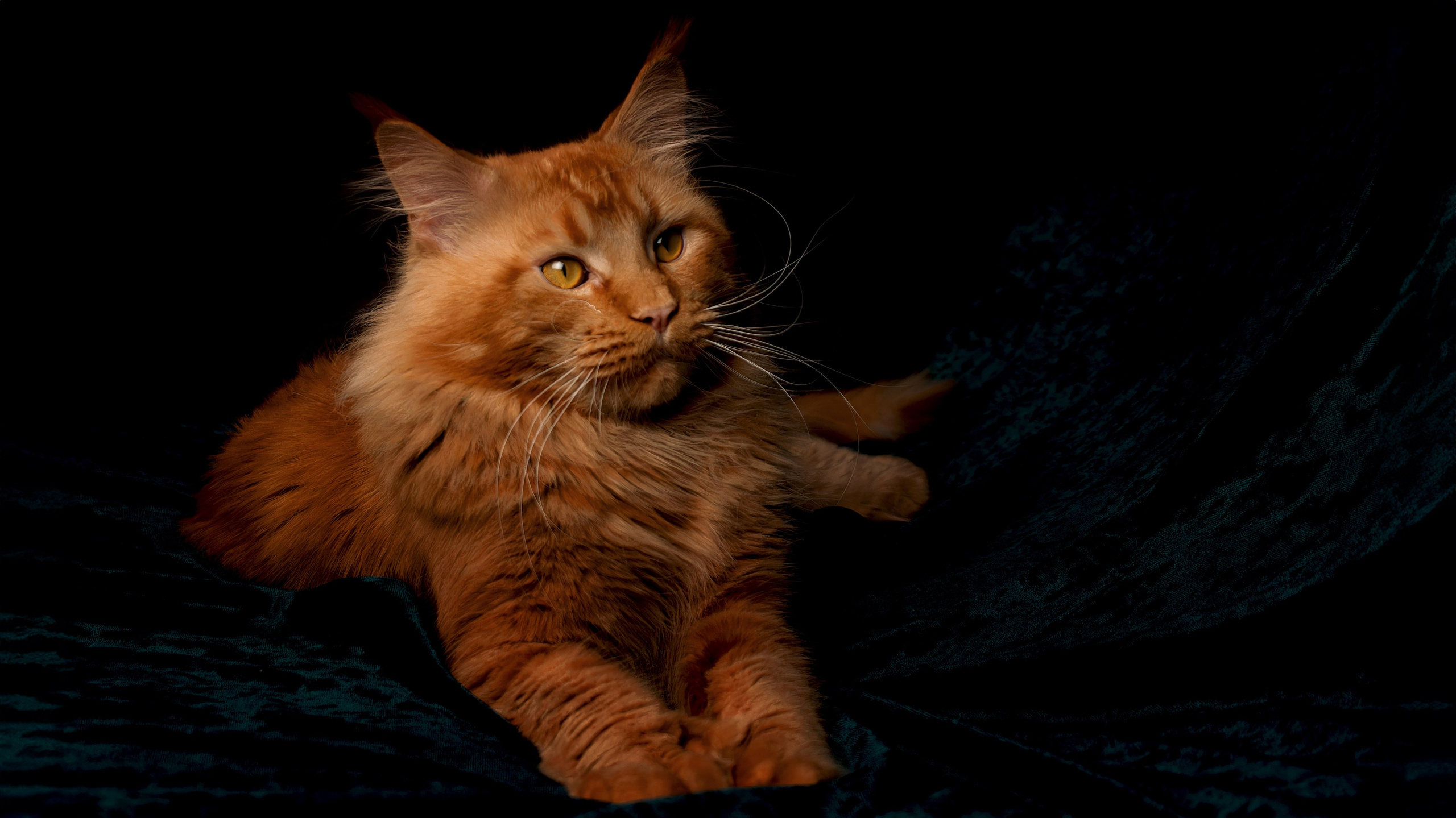 Кошки. Фотограф-анималист Юлия Зубкова