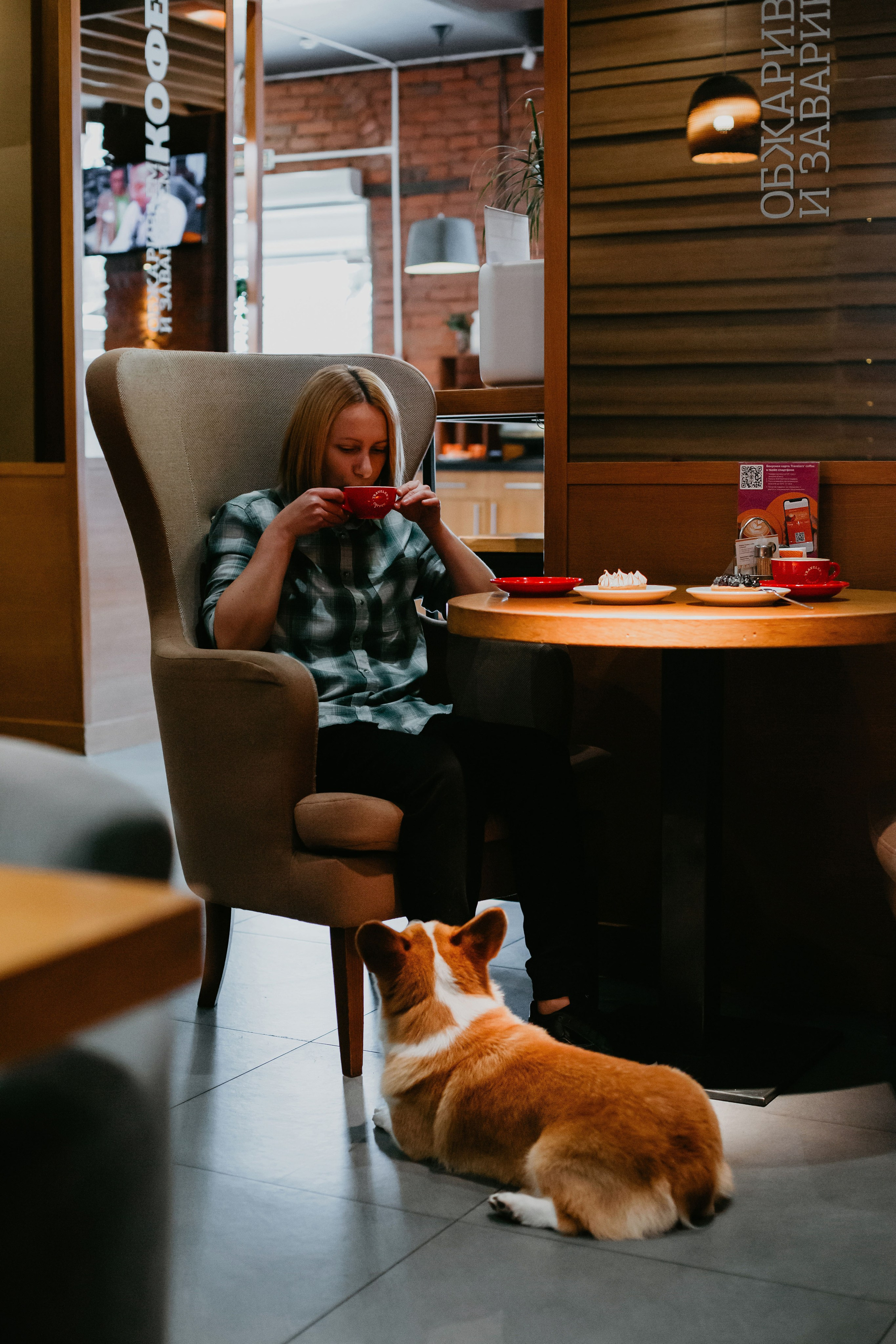 Корги в кафе дог-френдли. Фотограф-анималист в Краснодаре Маша Мельникова