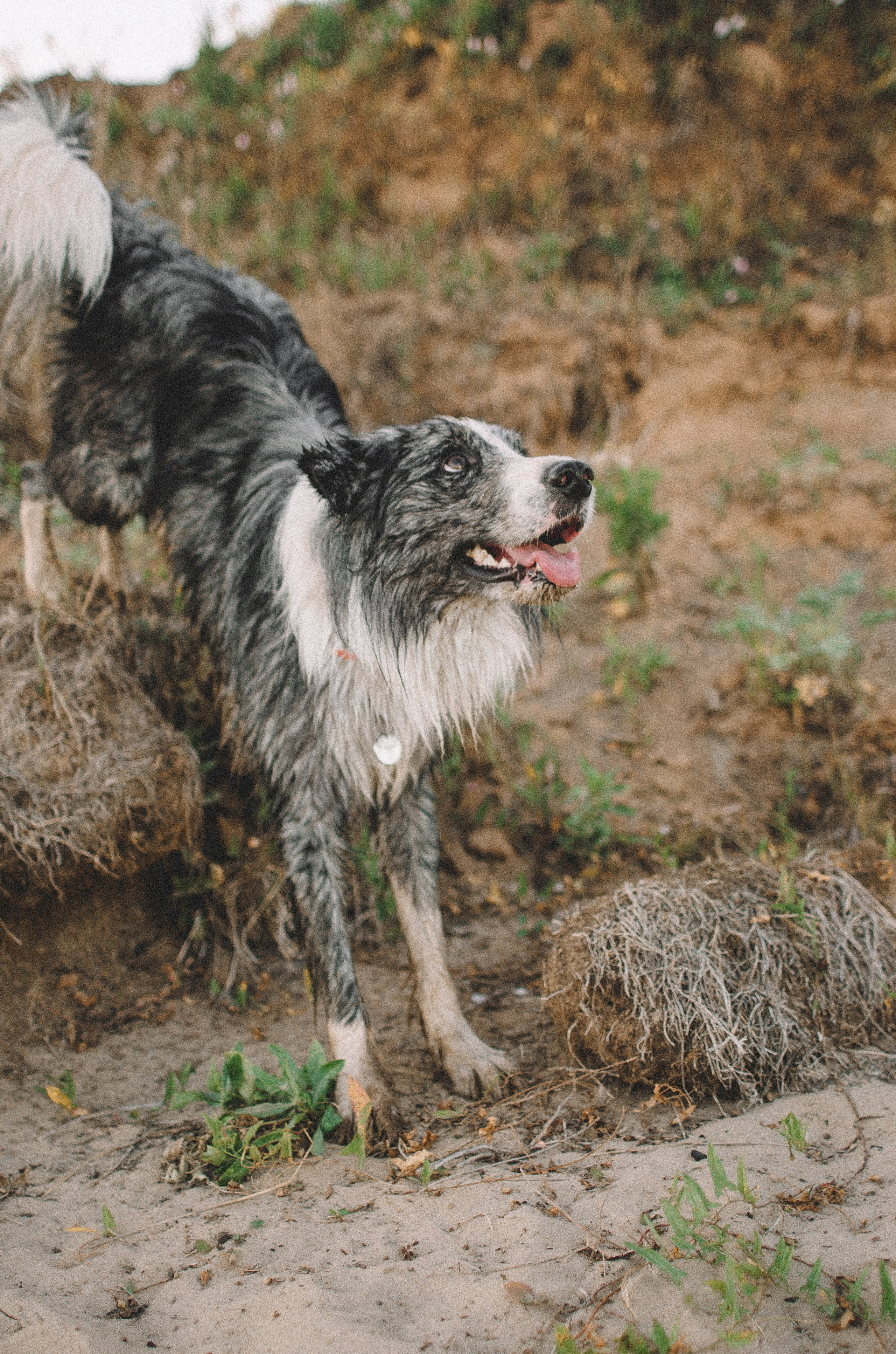 Таня и Бриллиант. Фотограф-анималист Богданова Полина