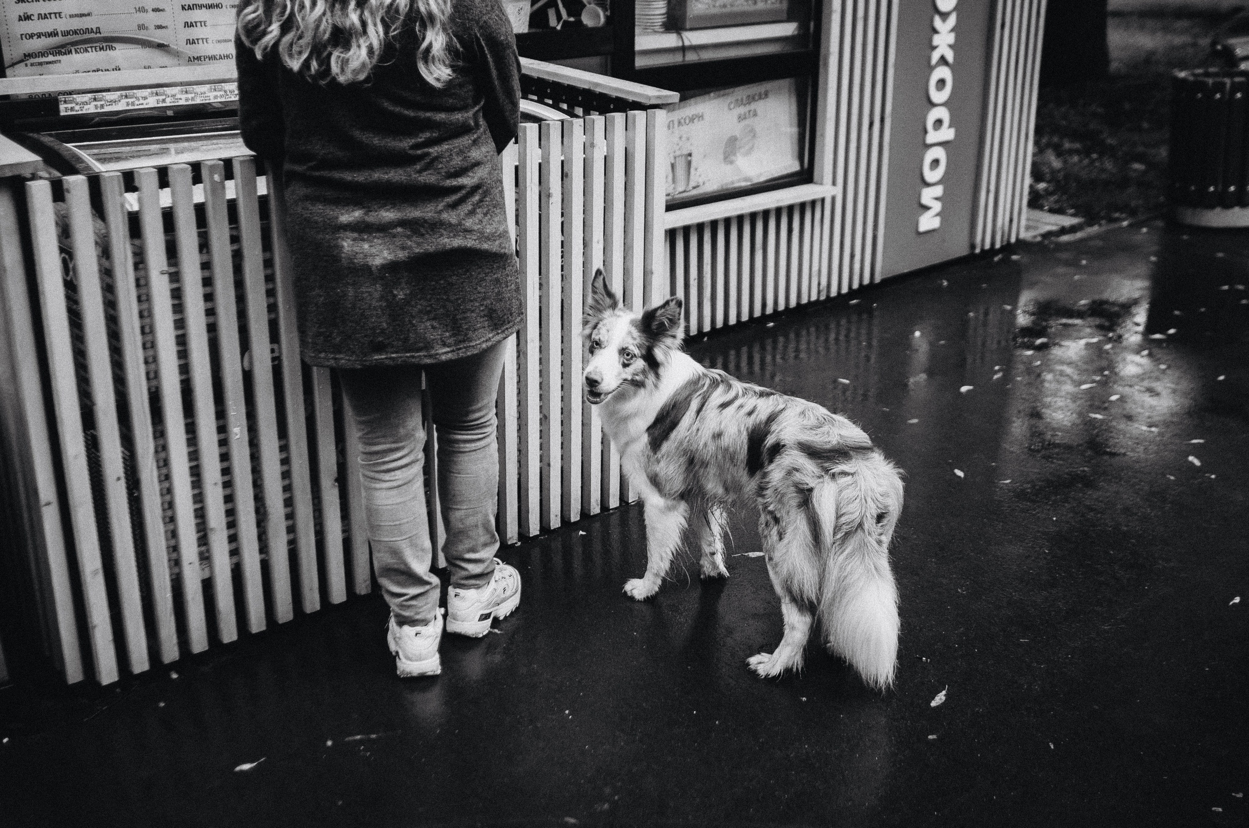 Алина и Бруна. Фотограф-анималист Богданова Полина