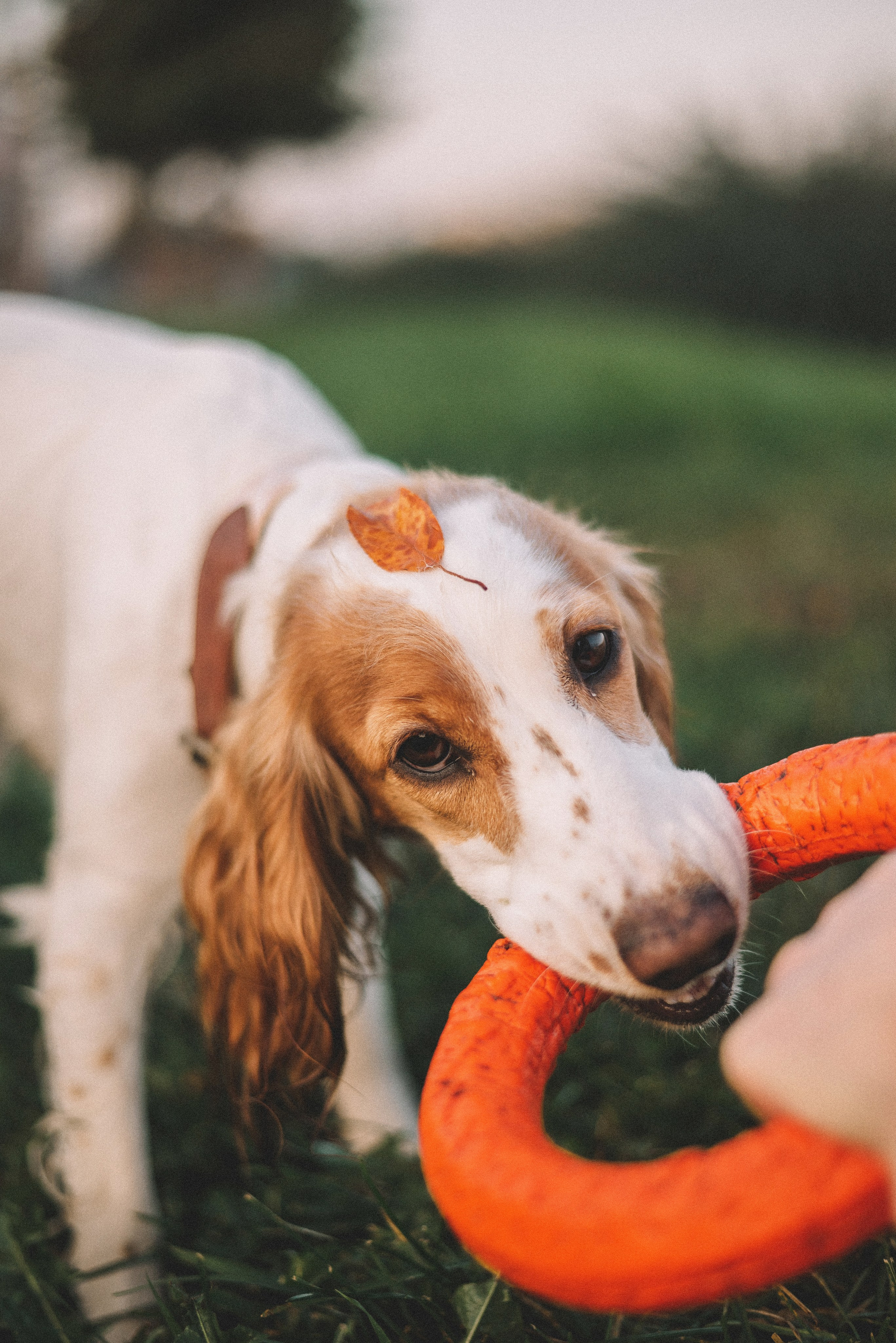 Маша и Вега. Фотограф-анималист Богданова Полина