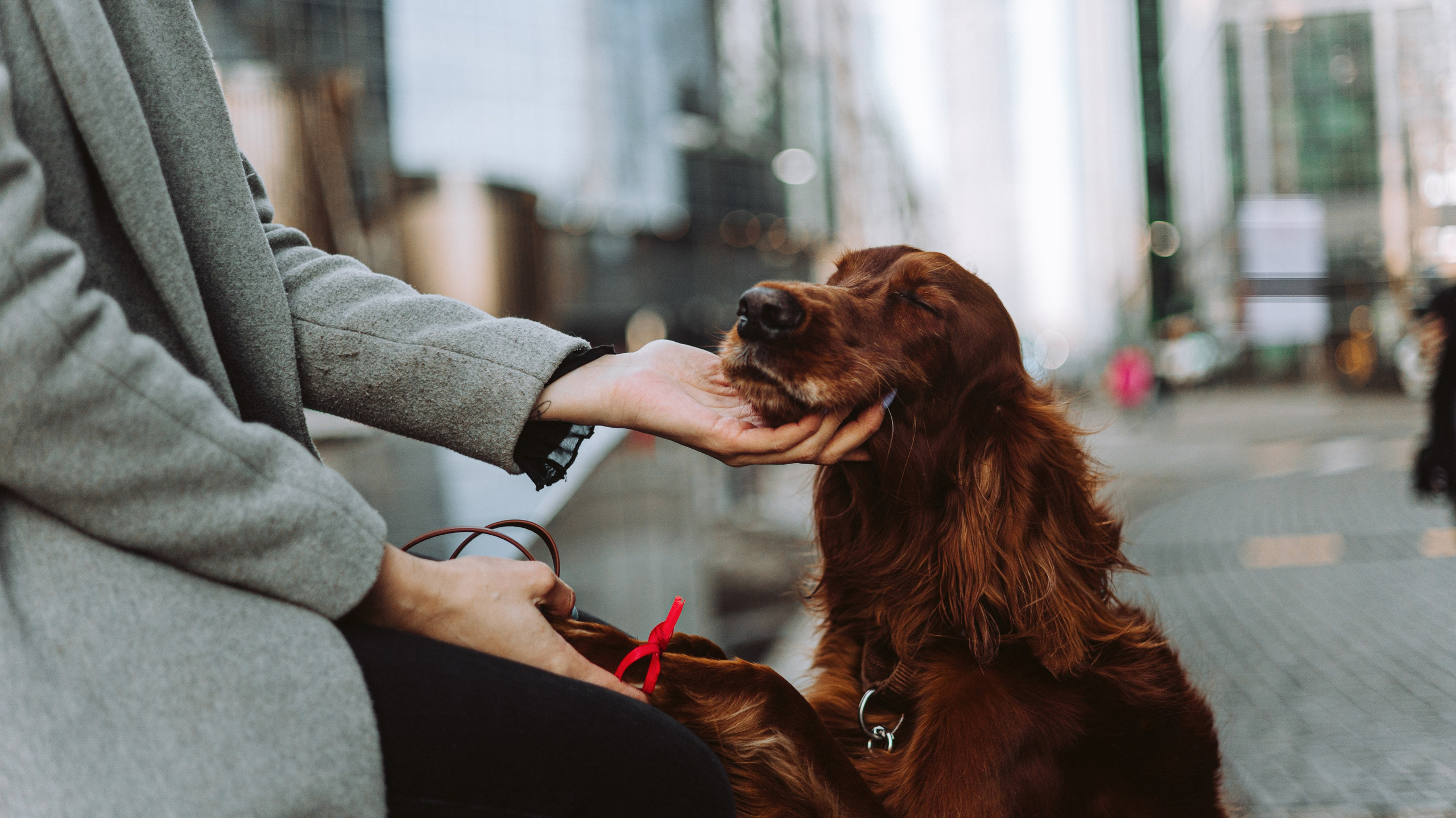 Маша и Лика. Фотограф-анималист Богданова Полина