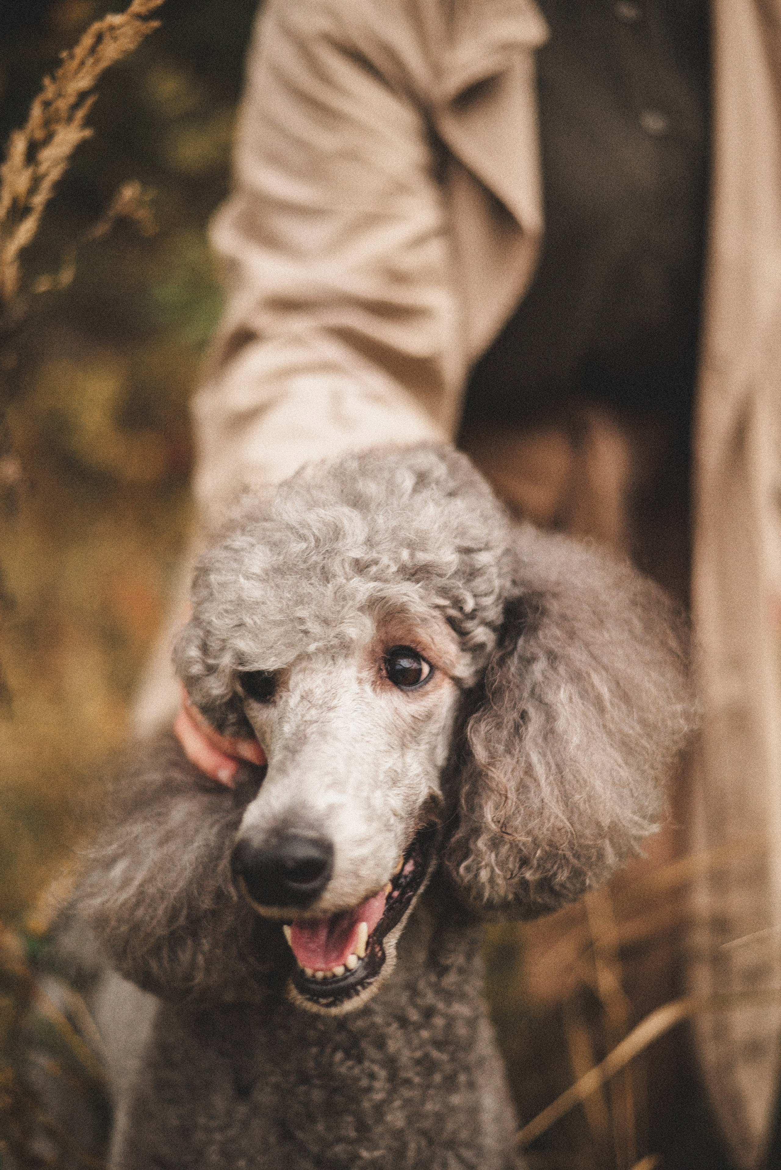 Алёна и Смоки. Фотограф-анималист Богданова Полина