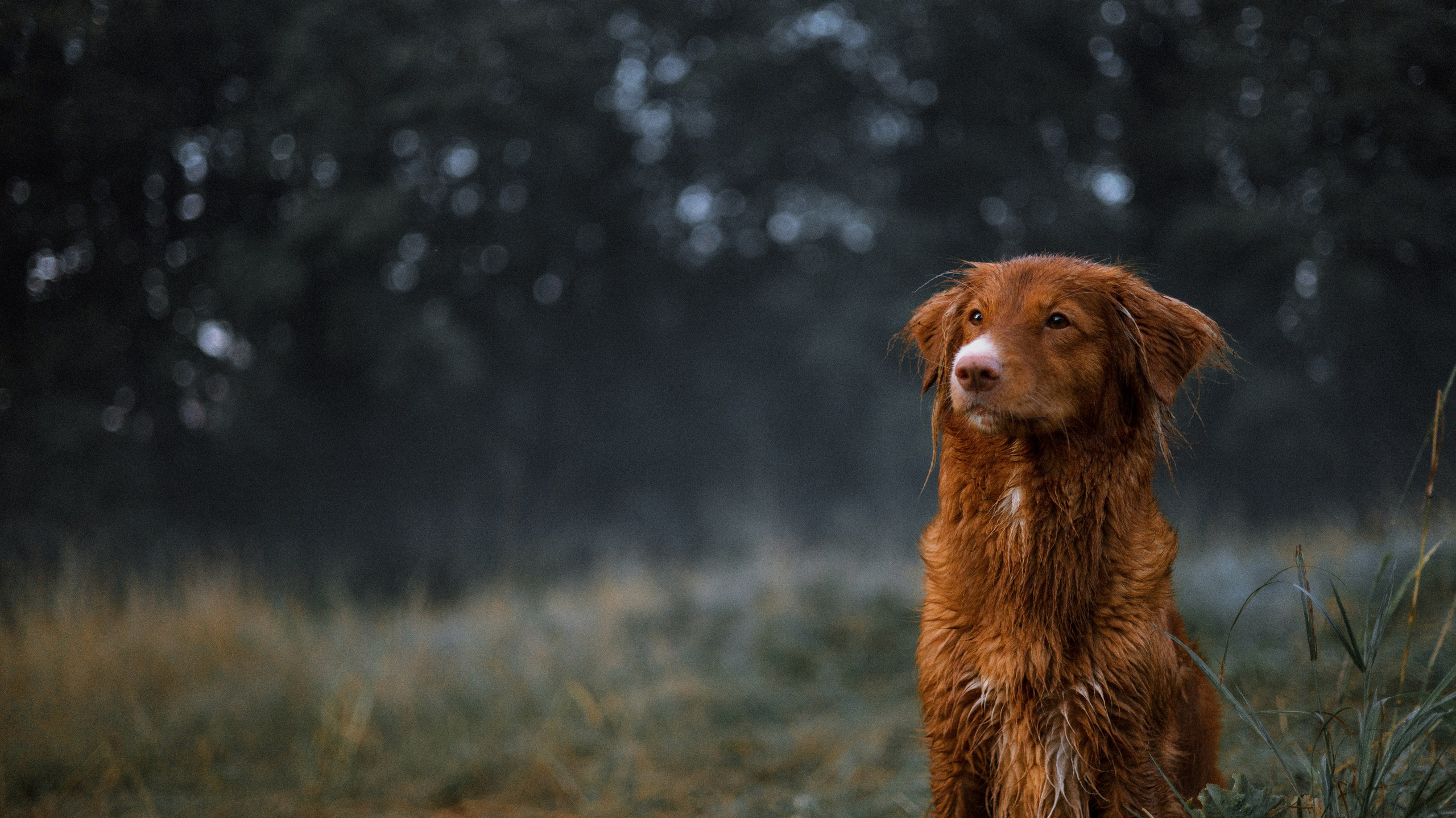 Ксюша и Мэди. Фотограф-анималист Богданова Полина