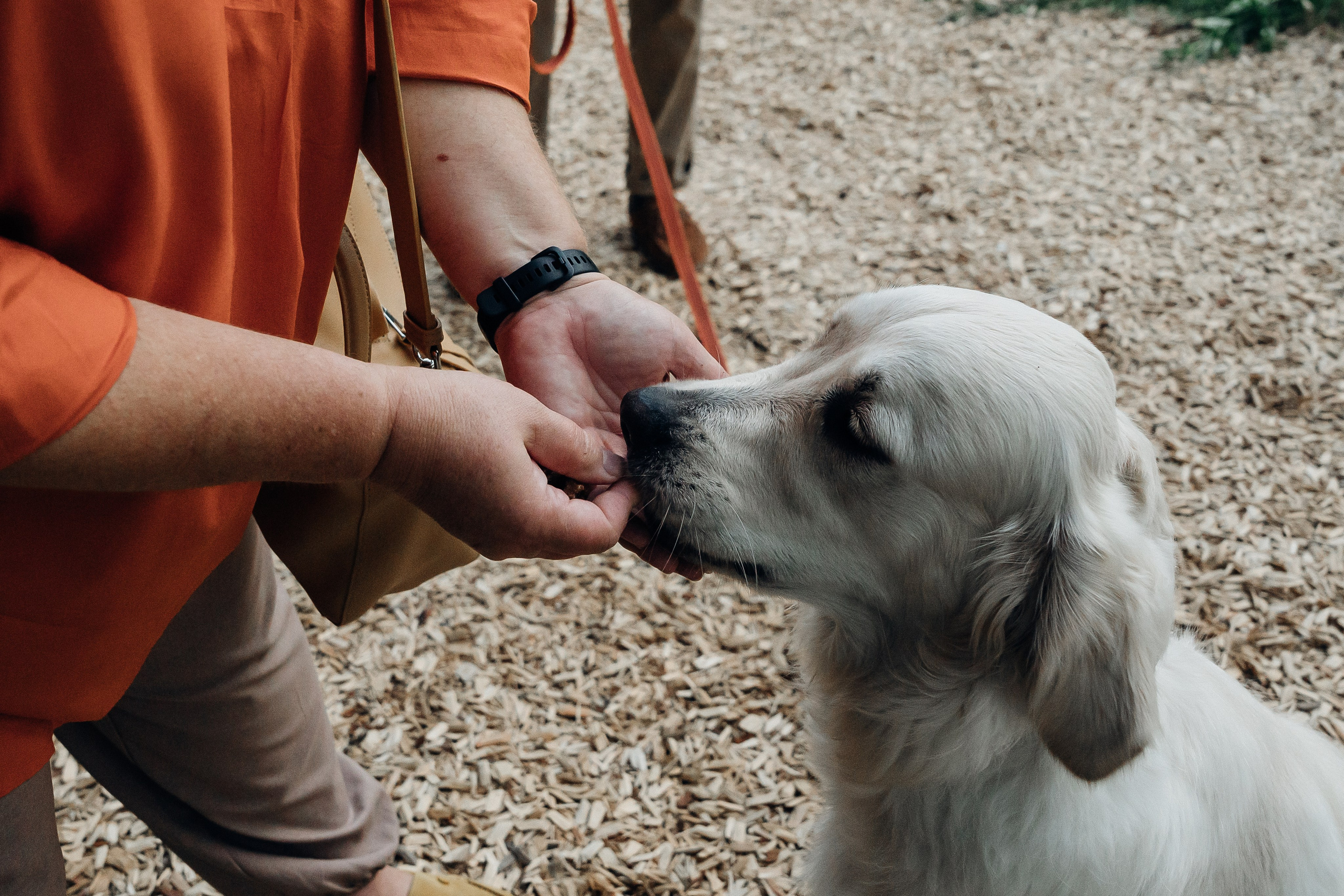 Светлана и Джесси. Фотограф и видеограф в Тюмени Екатерина Чернецкая
