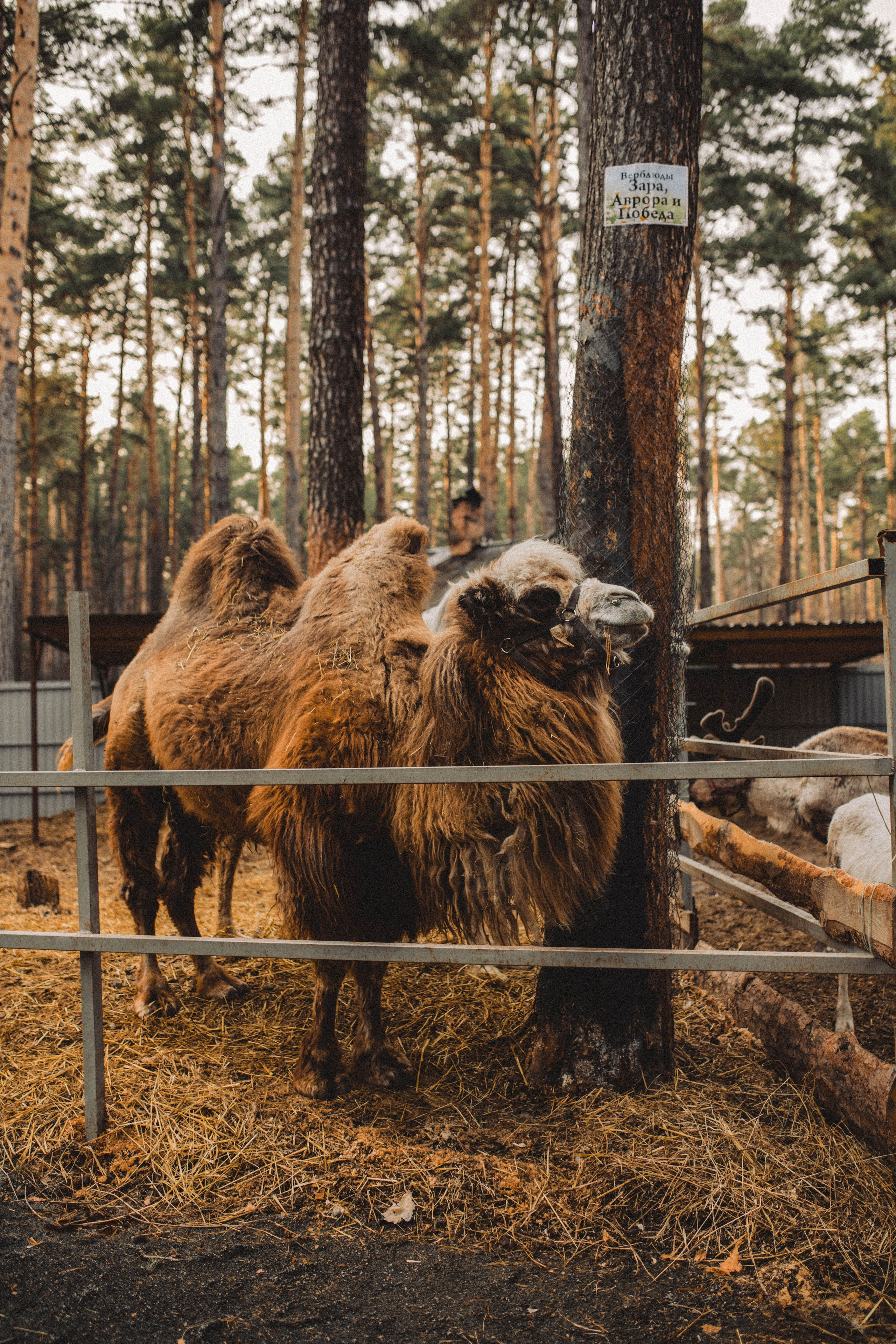 Предсвадебное Love Story | Максим & Анастасия. Свадебный фотограф Новосибирск