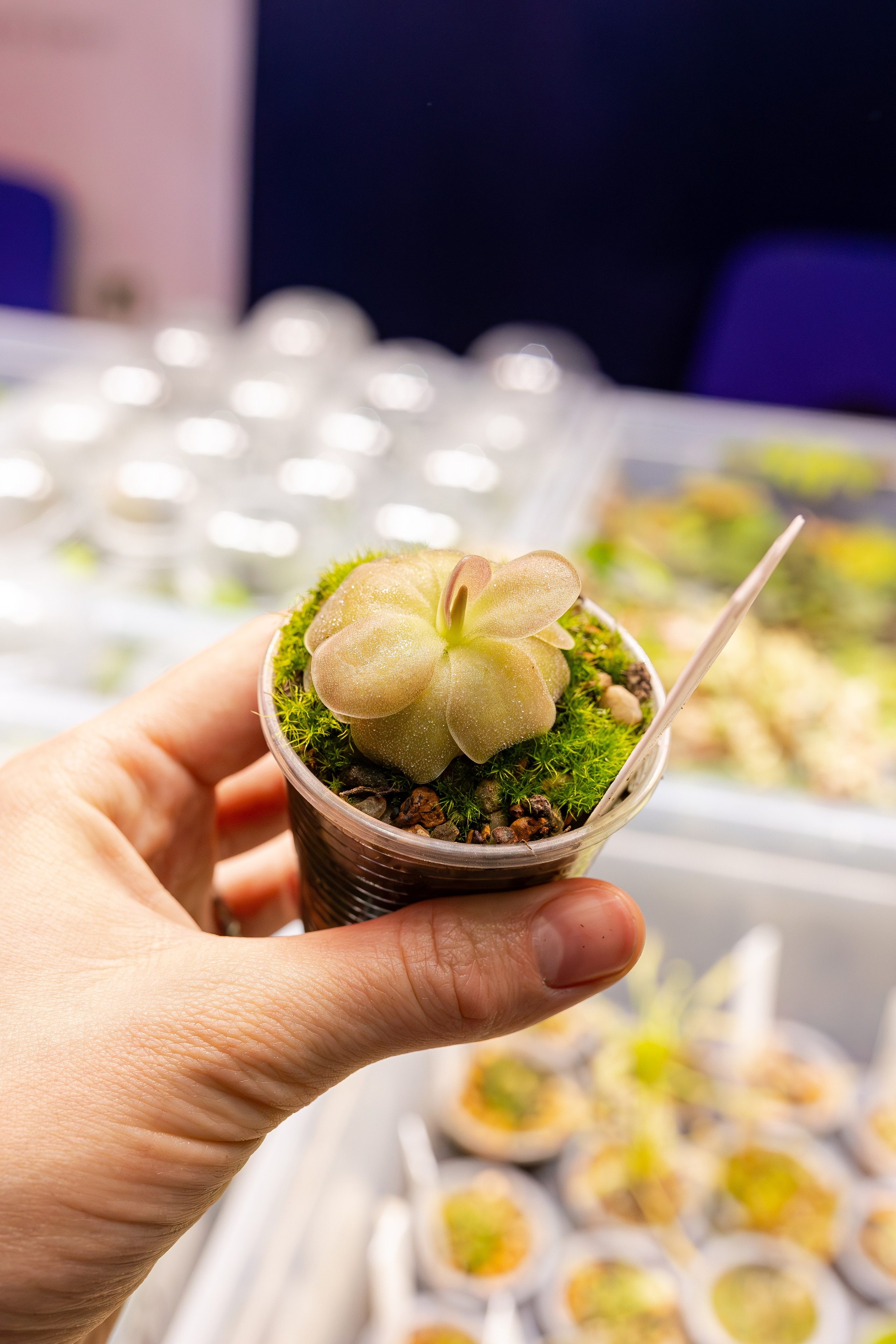 Монстериум апрель 2026. Александра Куликова фотограф, Москва