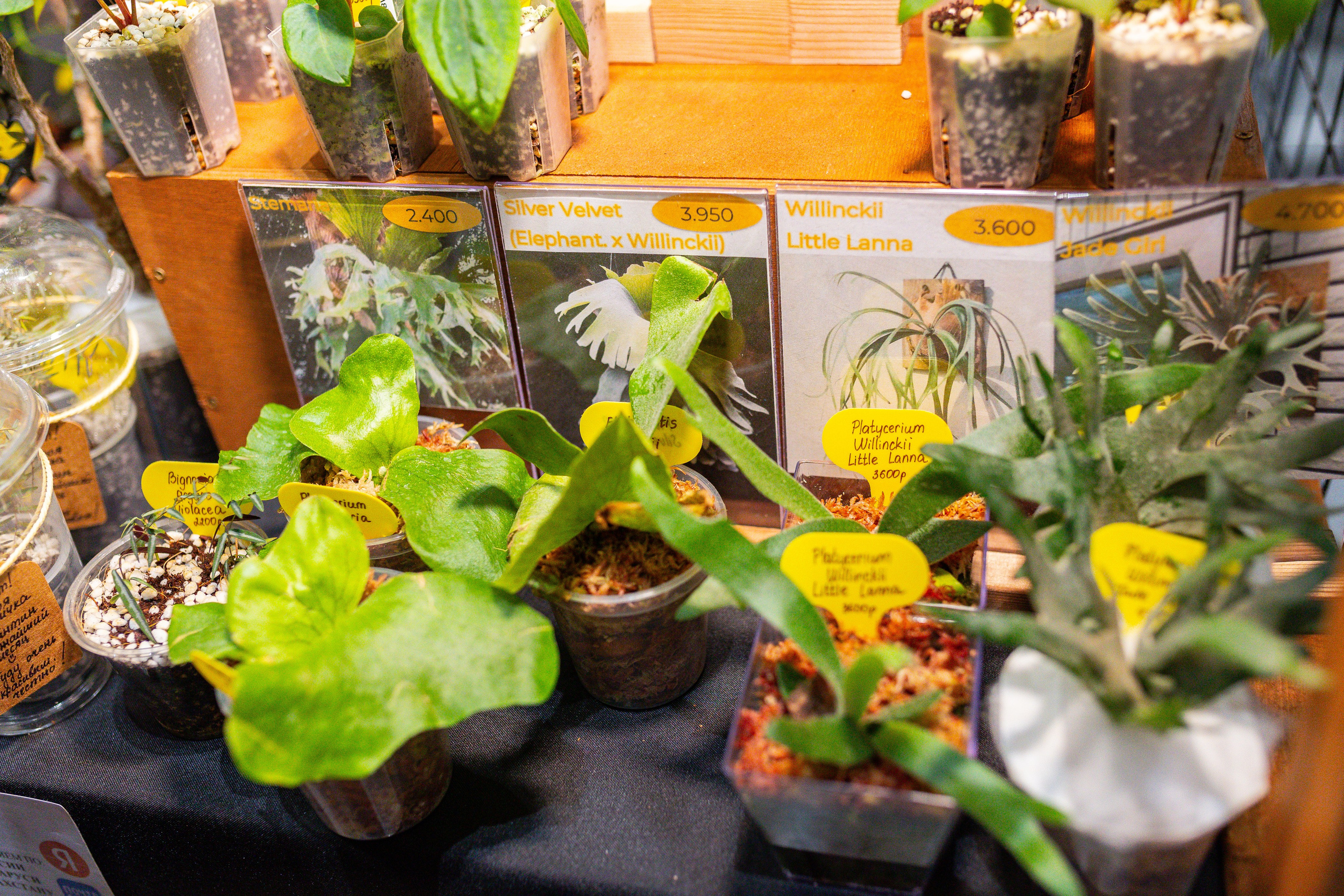 Монстериум 11–12 октября. Александра Куликова фотограф, Москва