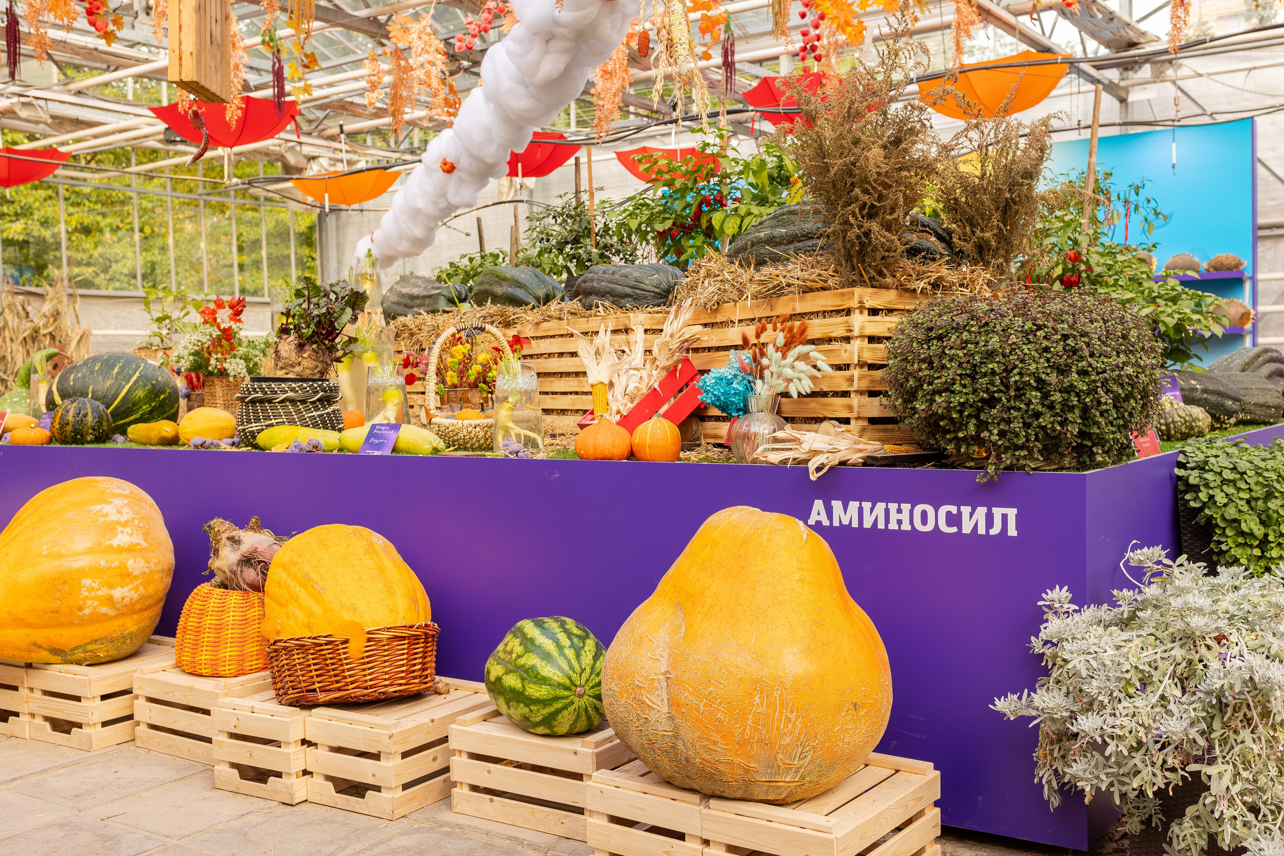 Овощи-гиганты. Александра Куликова фотограф, Москва