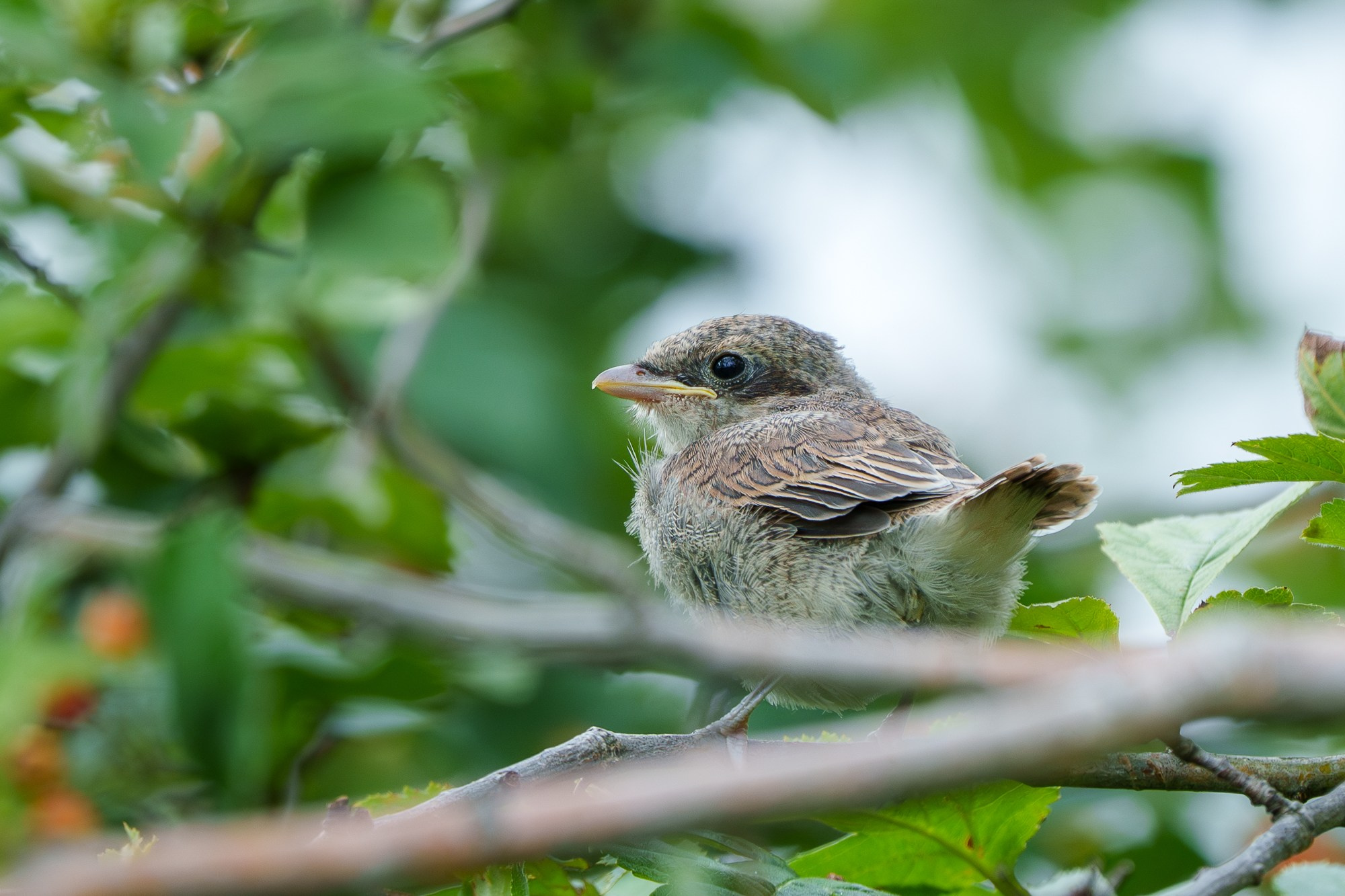 Удивительные мир птиц. Вокруг нас столько прекрасного — присмотритесь!. Ваш личный фотограф Марина Волкова