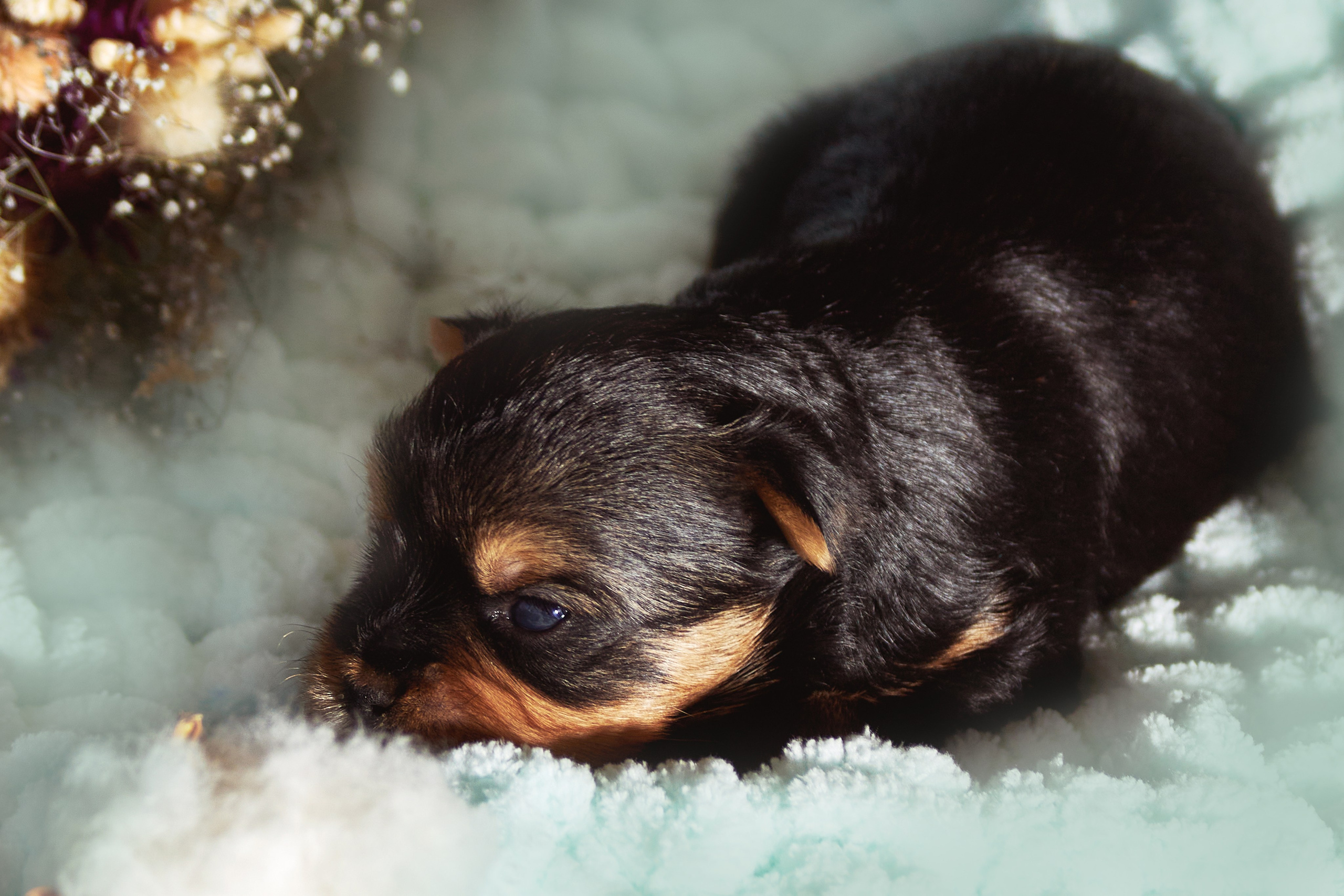 Фотосессия щенков от 7-и дней в стиле ньюборн. Фотограф анималист — Тула, Москва