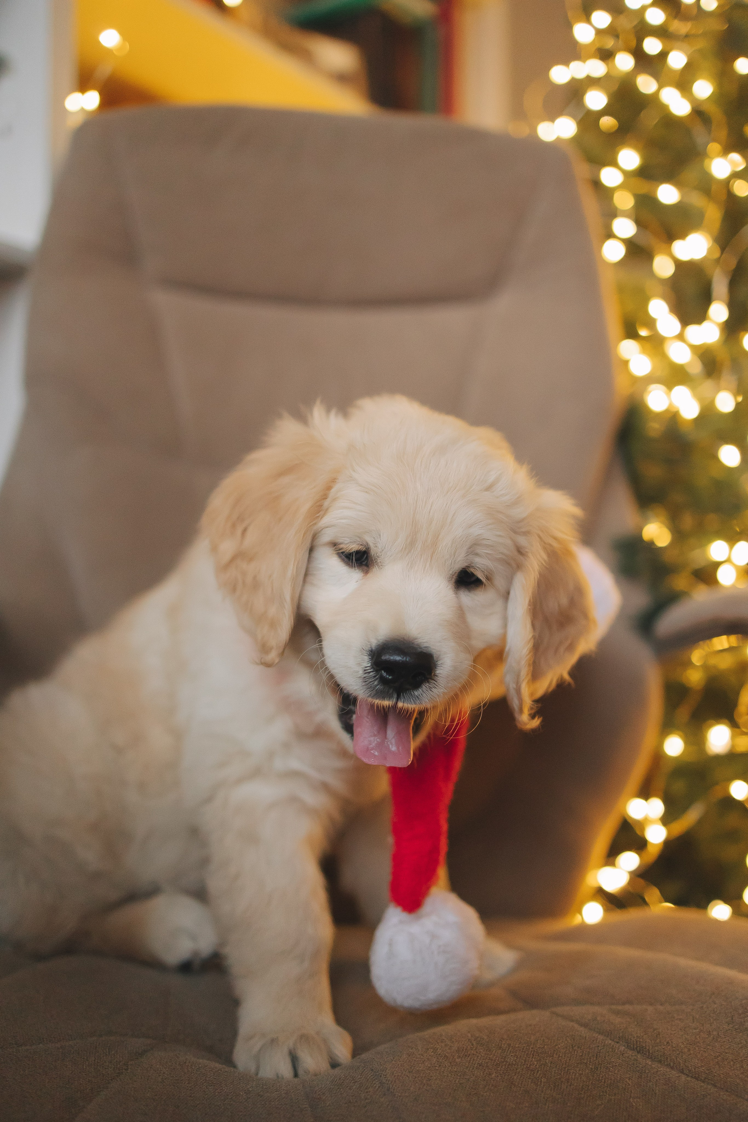 Снежик и Веста, НГ. Свадебный и женский фотограф