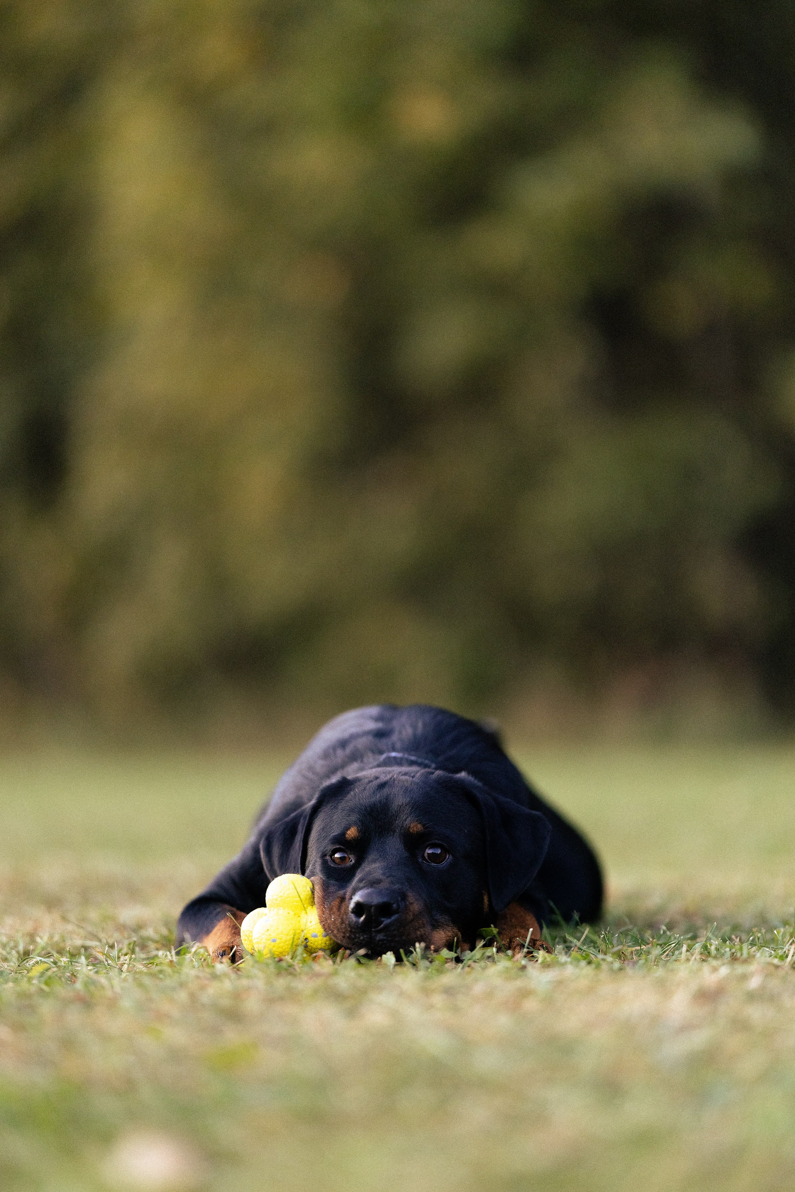Катя, Леша, Лея и Трой. Фотограф и видеограф анималист Аганина Дарья