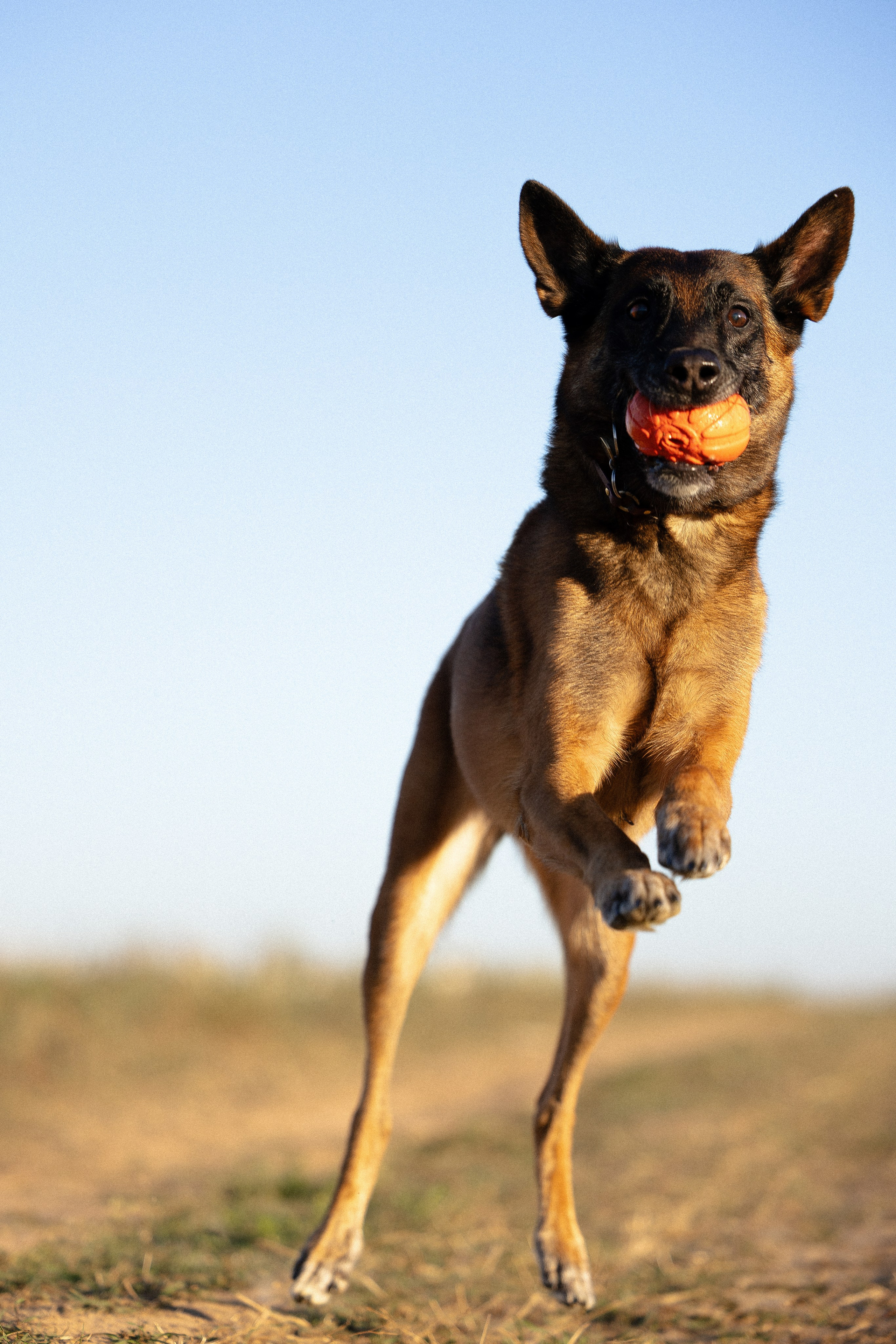 Женя, Афра и Молли. Фотограф и видеограф анималист Аганина Дарья