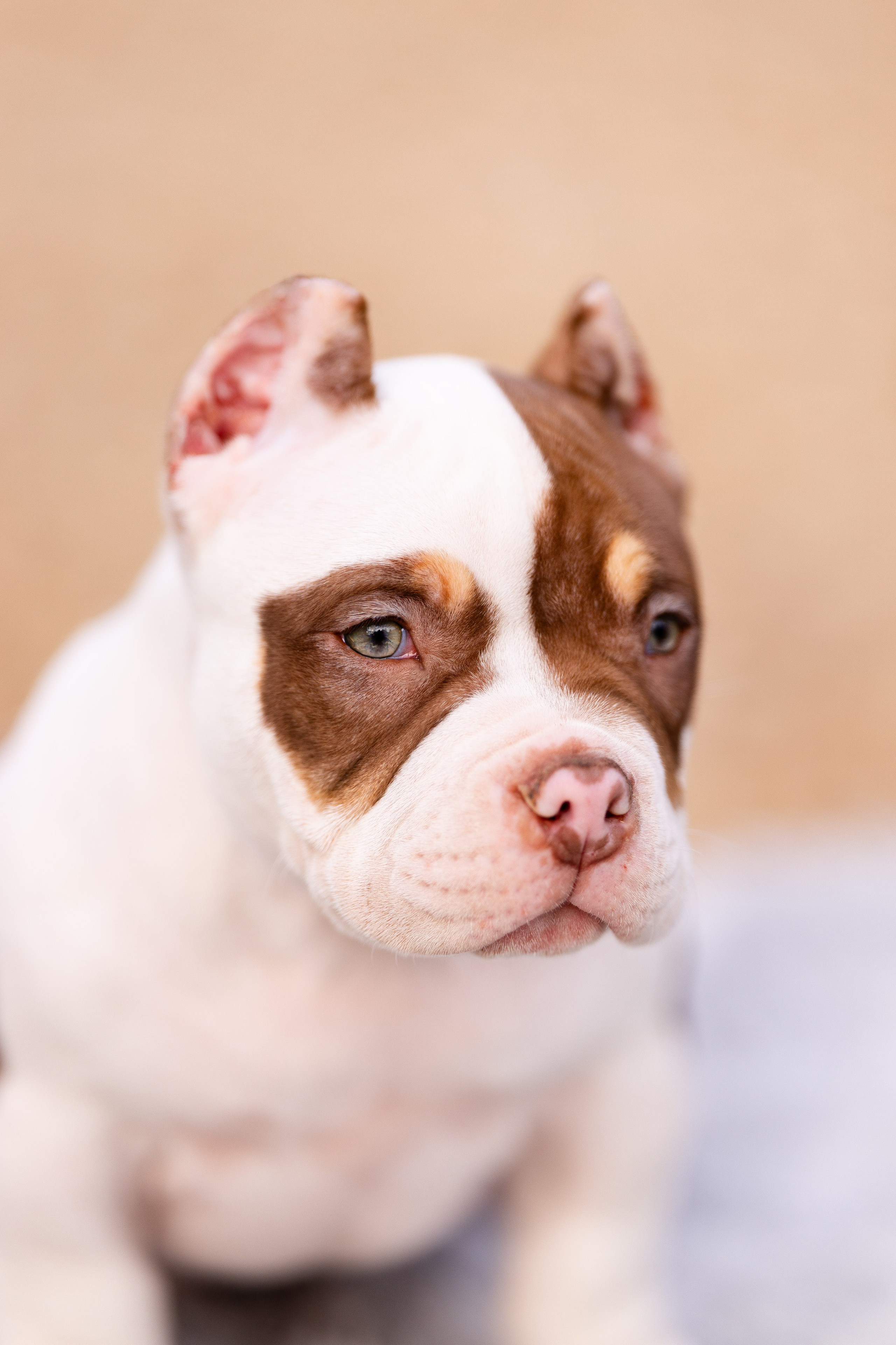 Булли. Фотограф и видеограф анималист Аганина Дарья