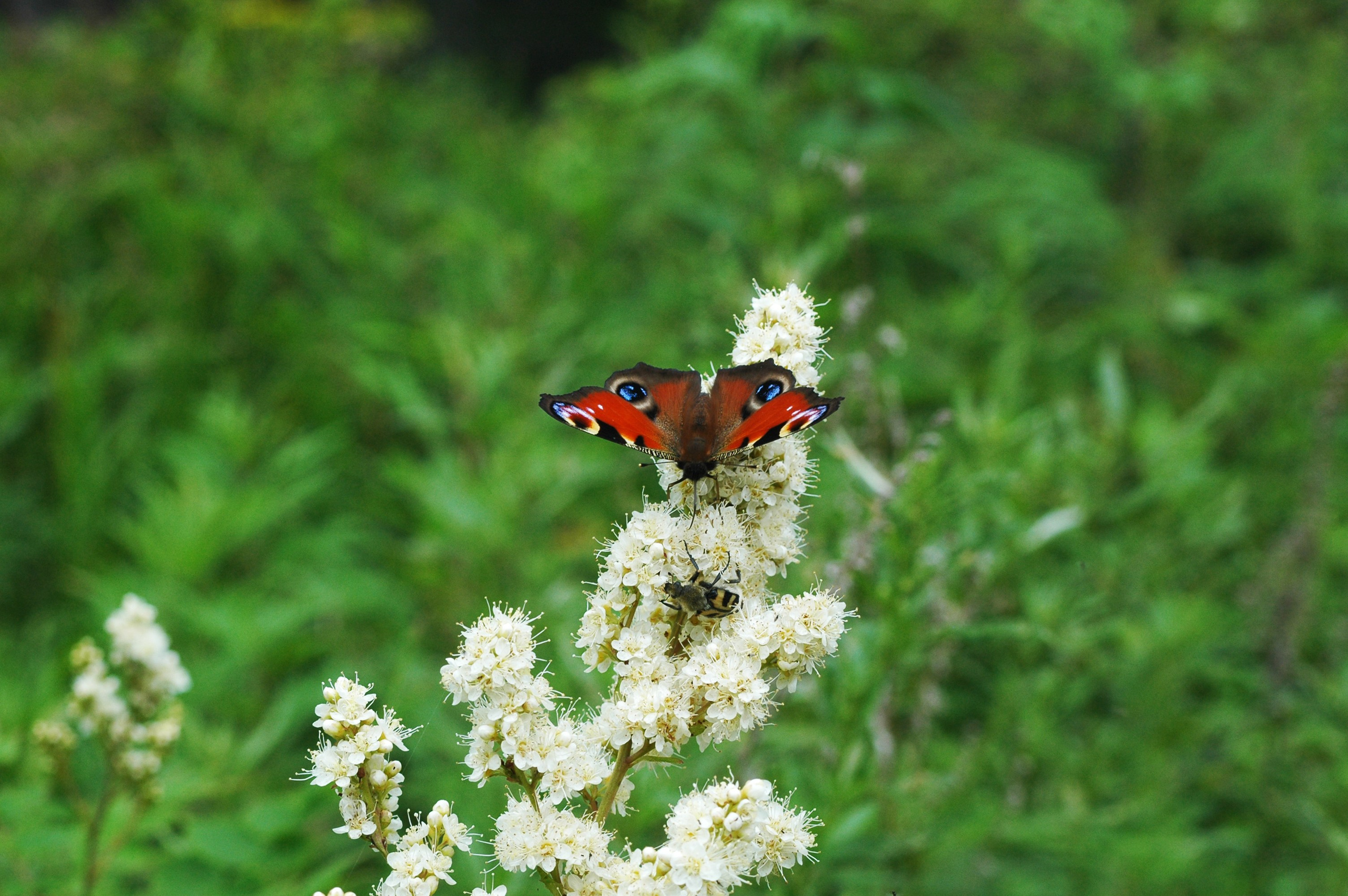 дачи, город, архитектура, стрит, репортажная фотография, фотография, Хабаровск, фотосессия, фотограф, дом, новостройка, улицы, жизнь города, town, art, photo, photographer, photo, Khabarovsk, Far East, street photo, природа, Дальний Восток, тайга, цветы, закат, небо, облака, nature, clouds, forest, flower, sunset, river, река