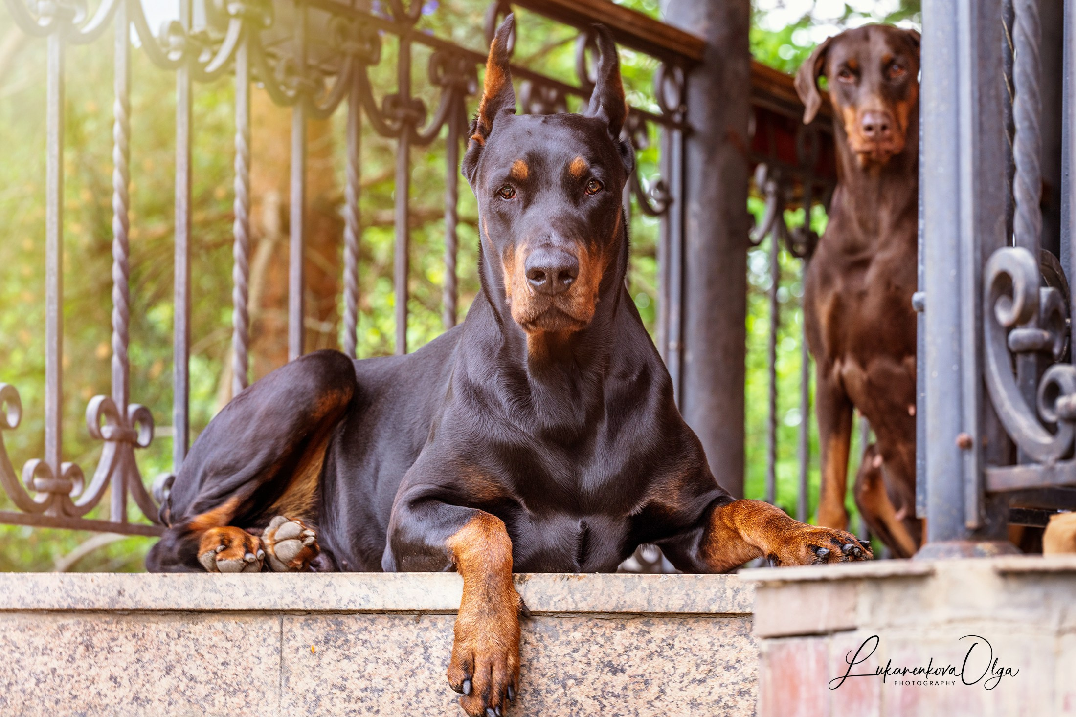Ганс и Мика. Фотограф анималист Ольга Луканенкова в Москве