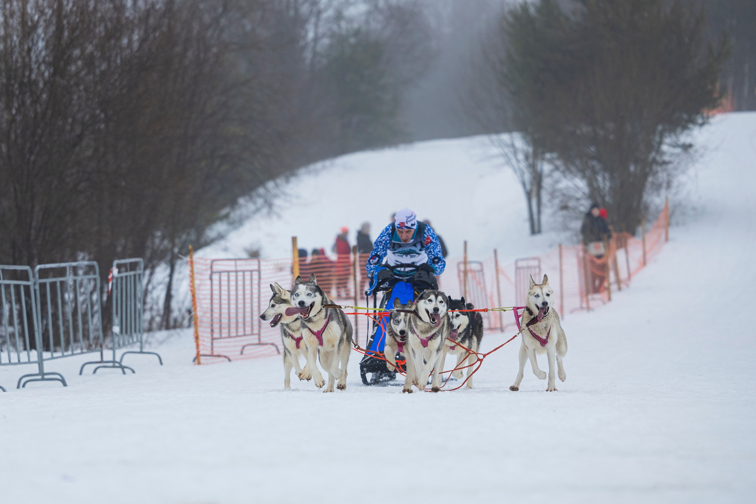 Зимний Чемпионат Санкт-Петербурга по ездовому спорту. Фотограф-анималист Анна Маринич