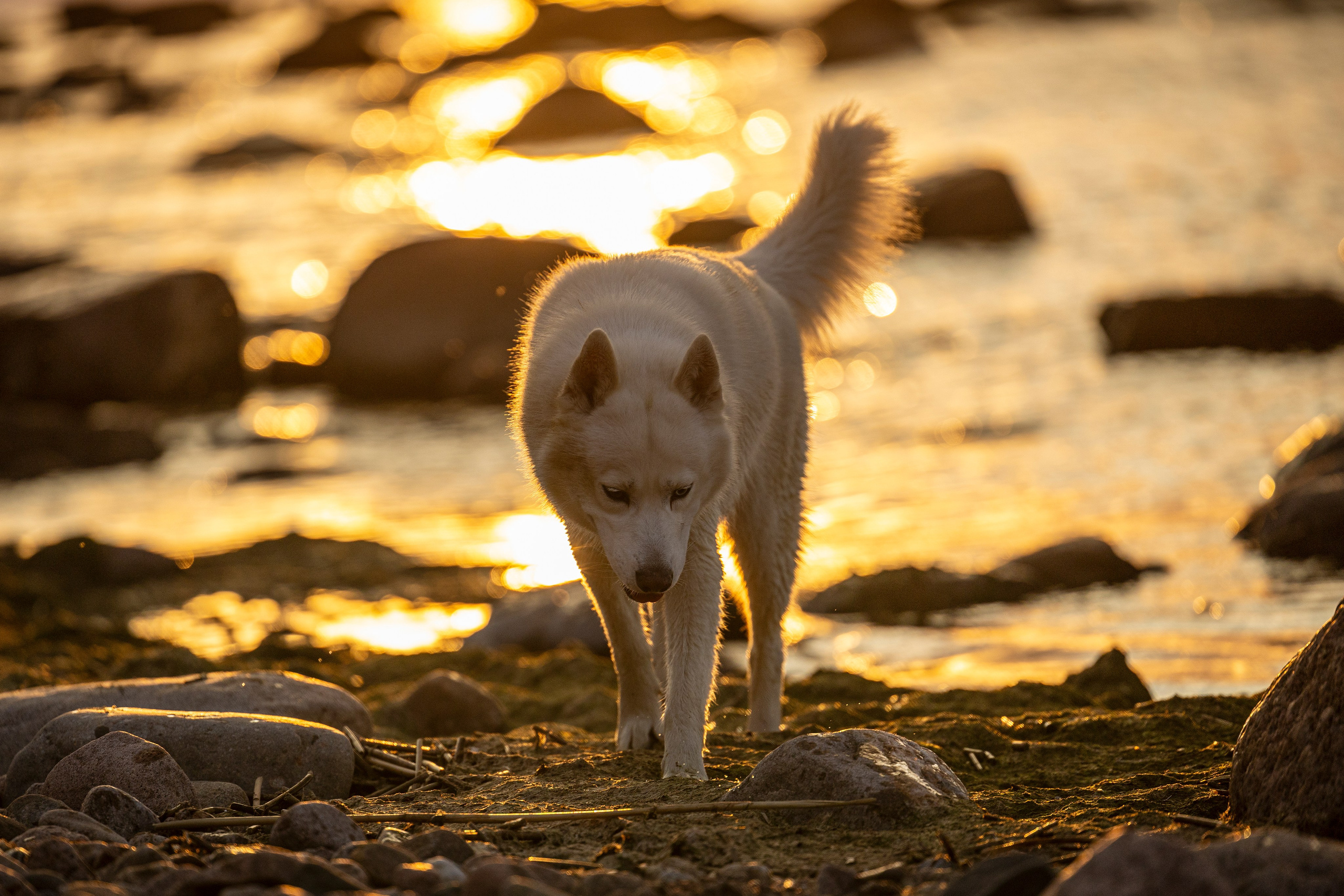 Ричард залив. Фотограф-анималист Анна Маринич