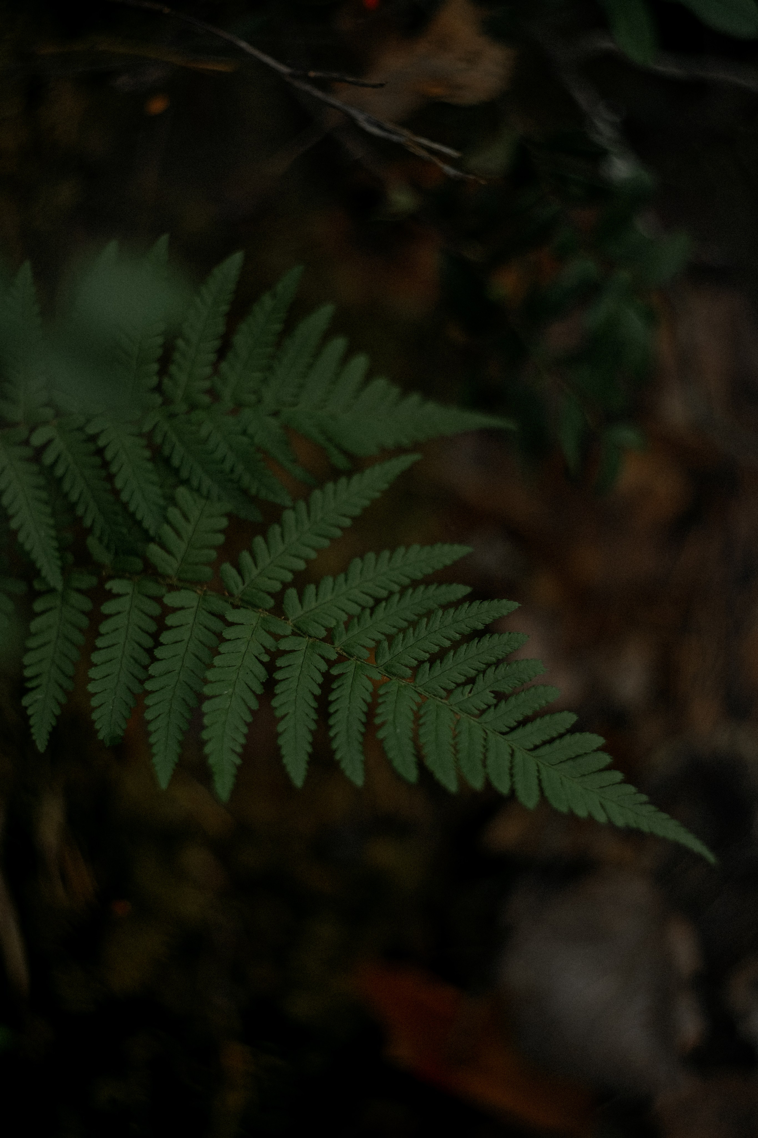 Карелия — место силы. Юля Дэй • Фотограф, Санкт-Петербург