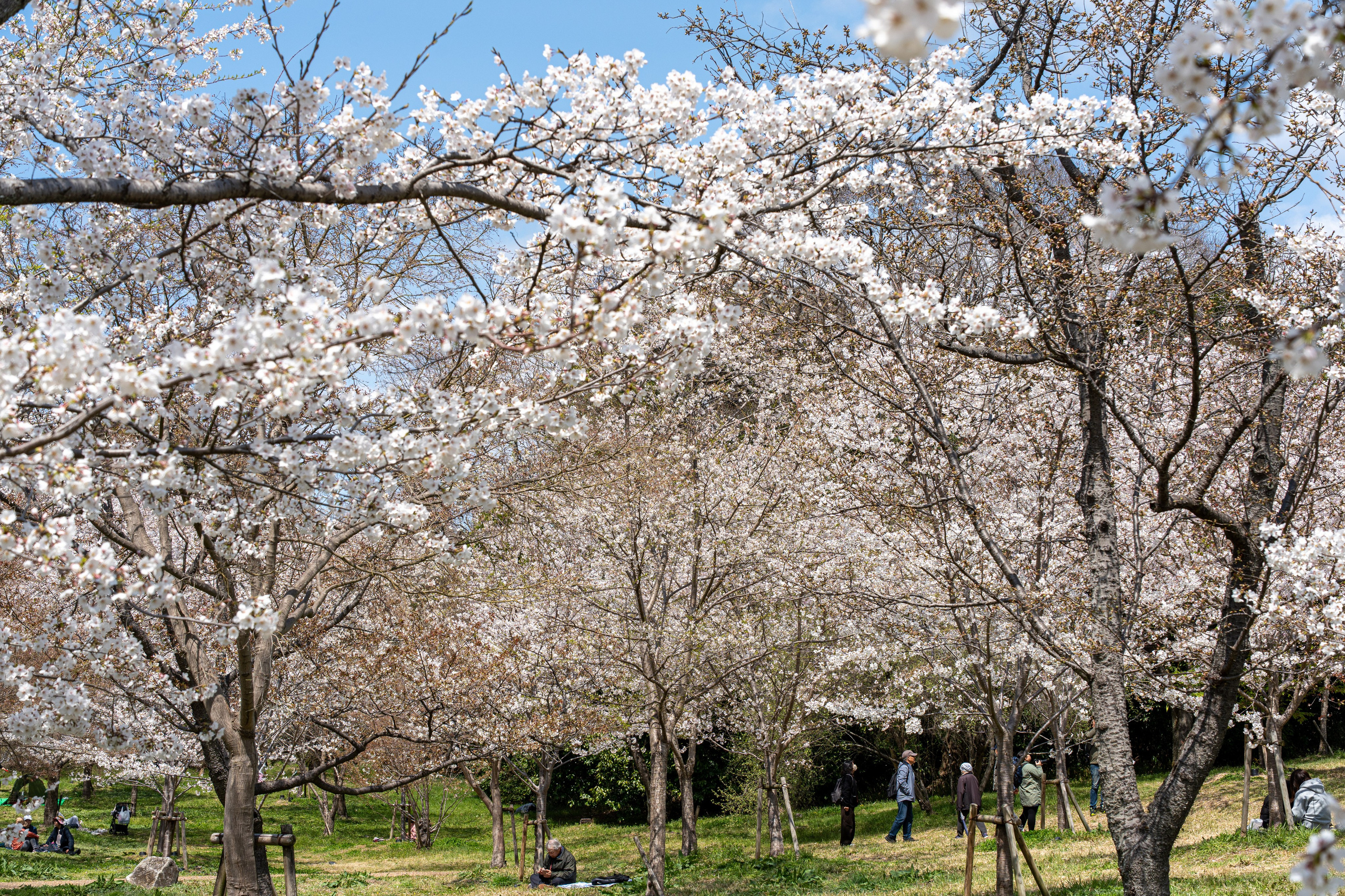 Япония, сакура. Творческие сьемки