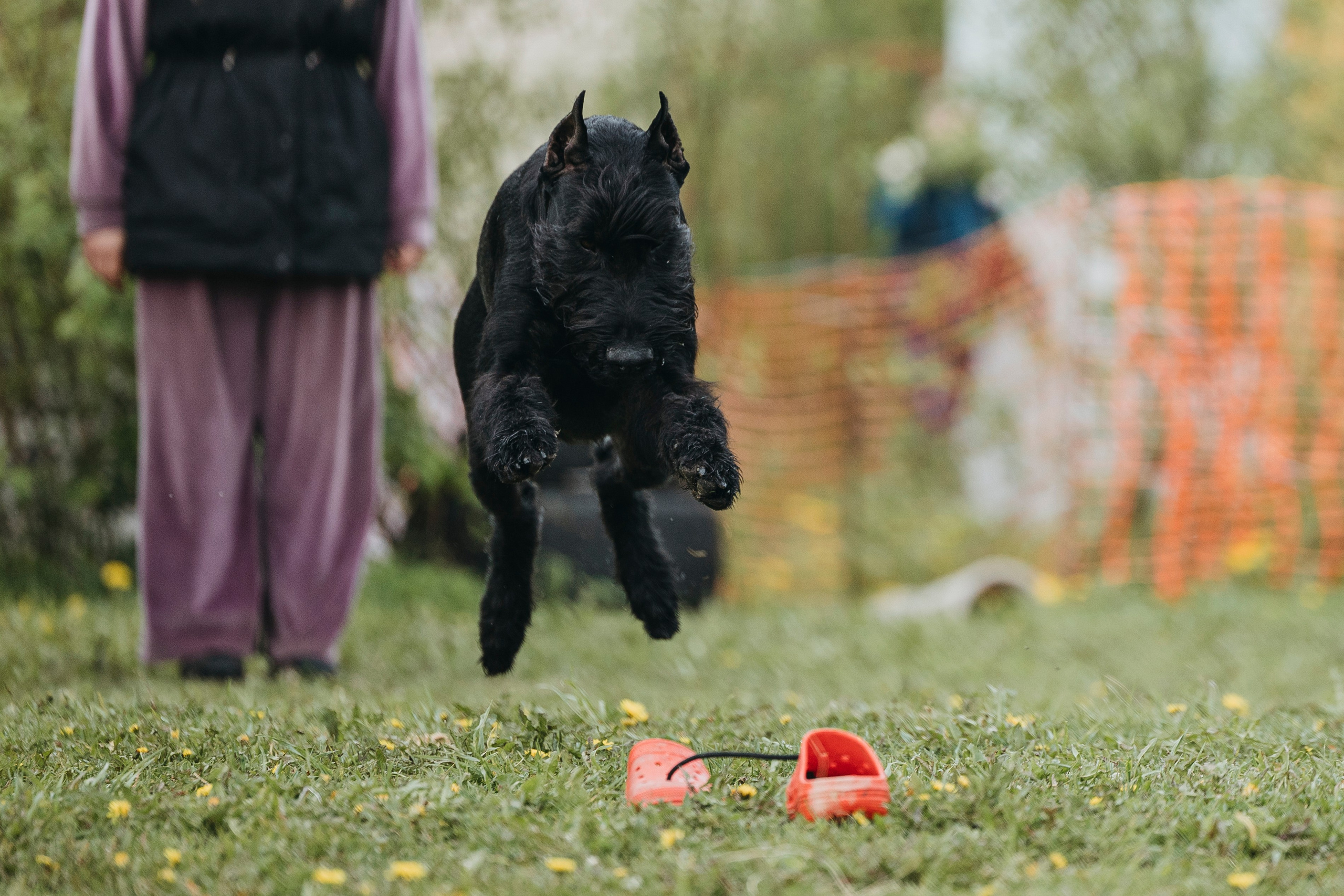 26.05.25 г. Пушкин квалификационные соревнования. Фотограф-анималист Анна Маринич