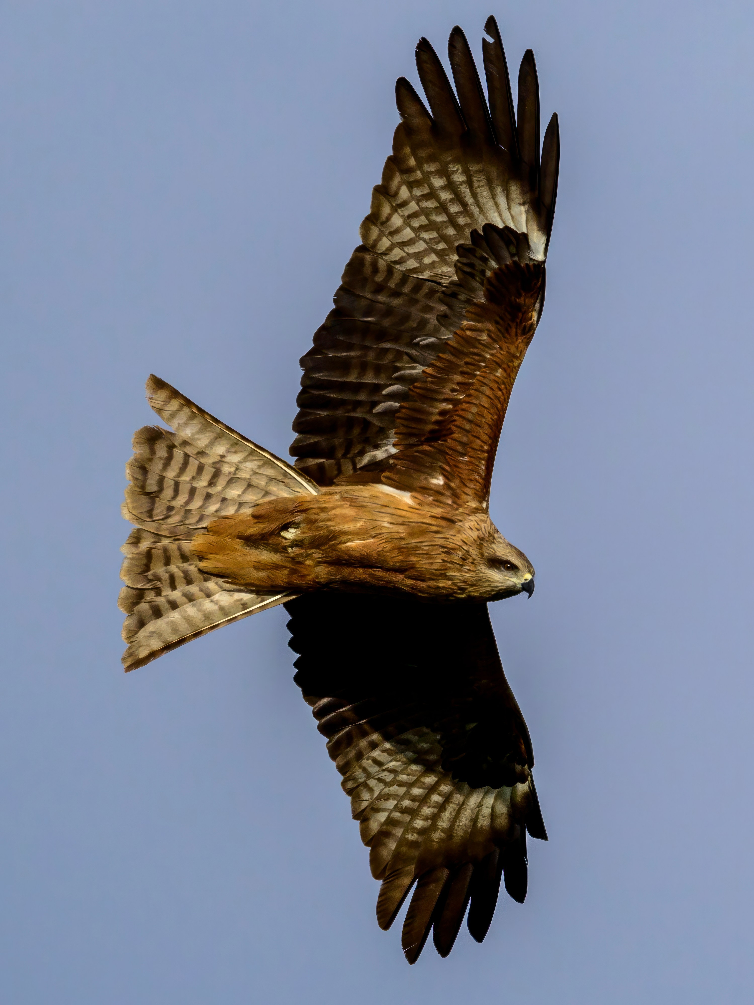 Сова в снежную бурю. Wildlife photography by Sergey Puponin