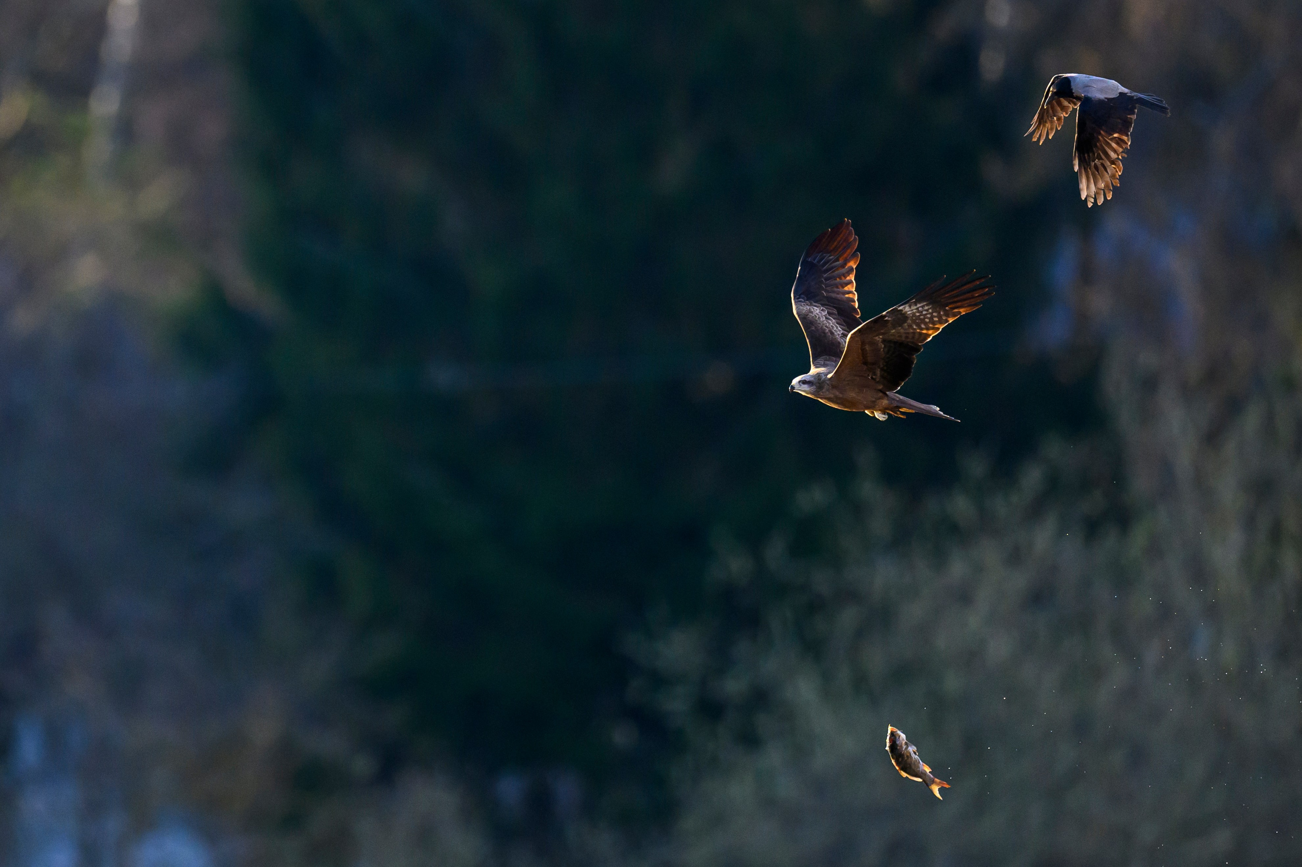 Вороны отжали рыбу у коршуна. Wildlife photography by Sergey Puponin