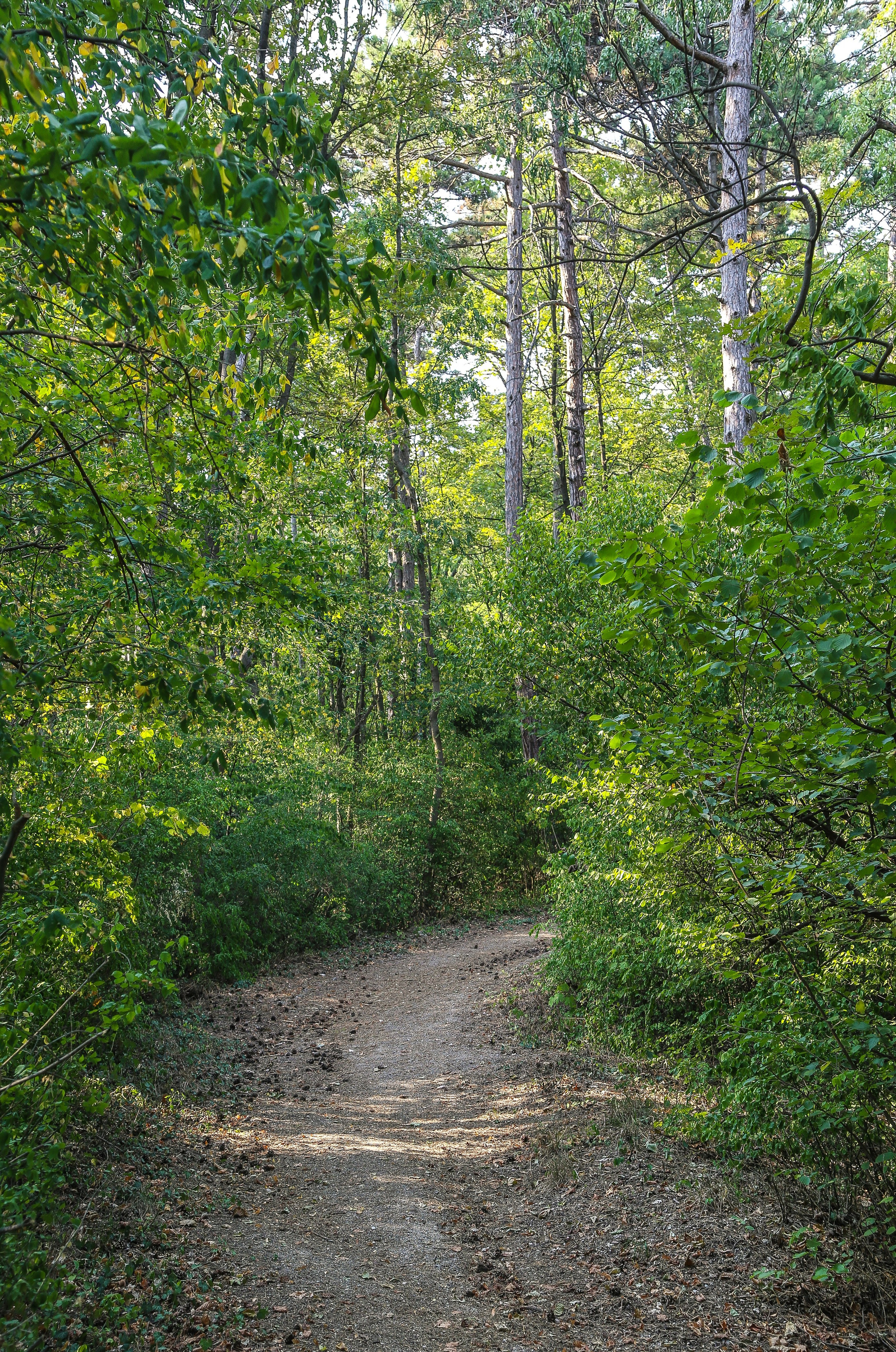 Австрия: Баден. Дарья Письменюк / Darya Leitstern — фотограф, музыкант, журналист, путешественник