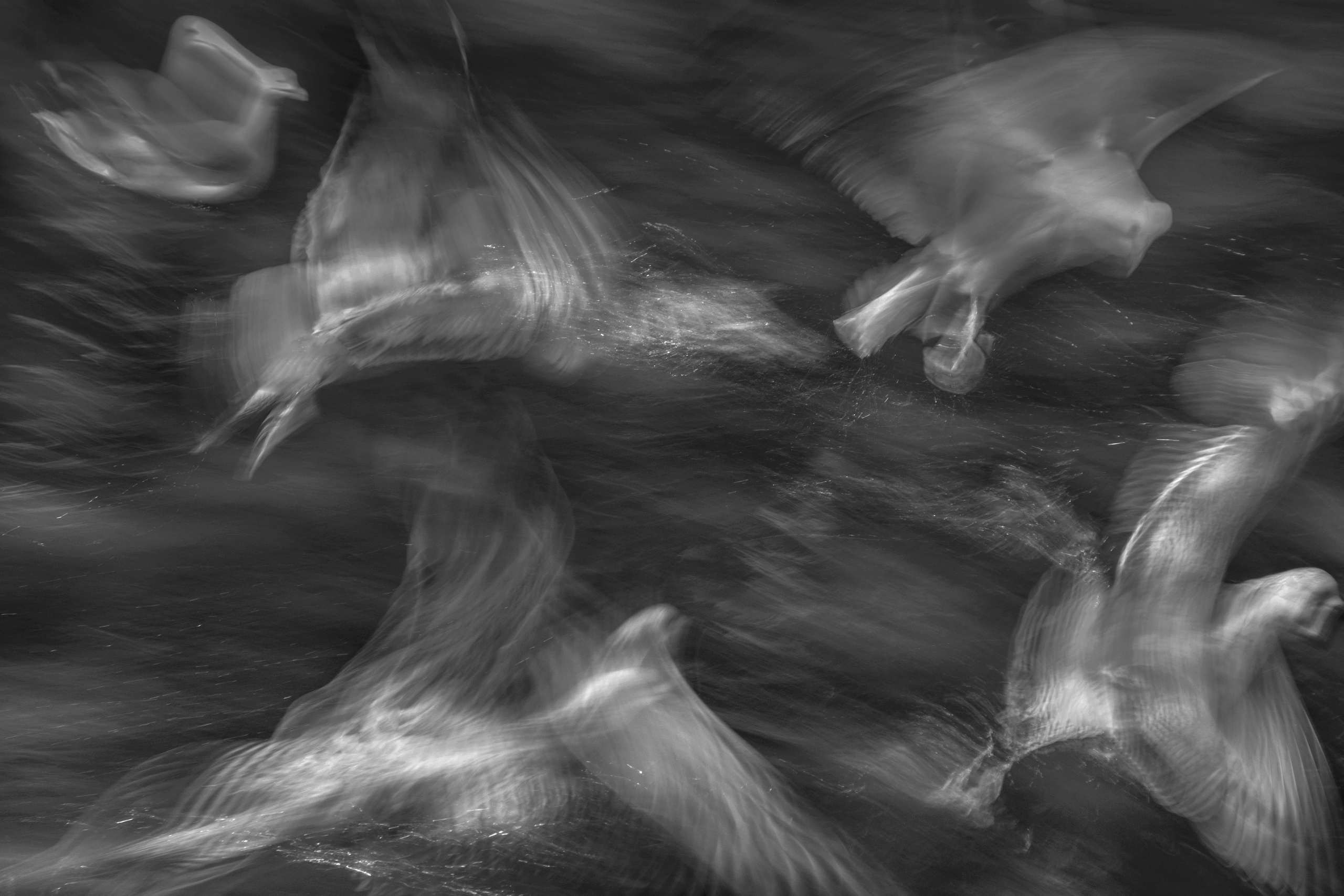 Фото. Фотограф Лагутин Анатолий