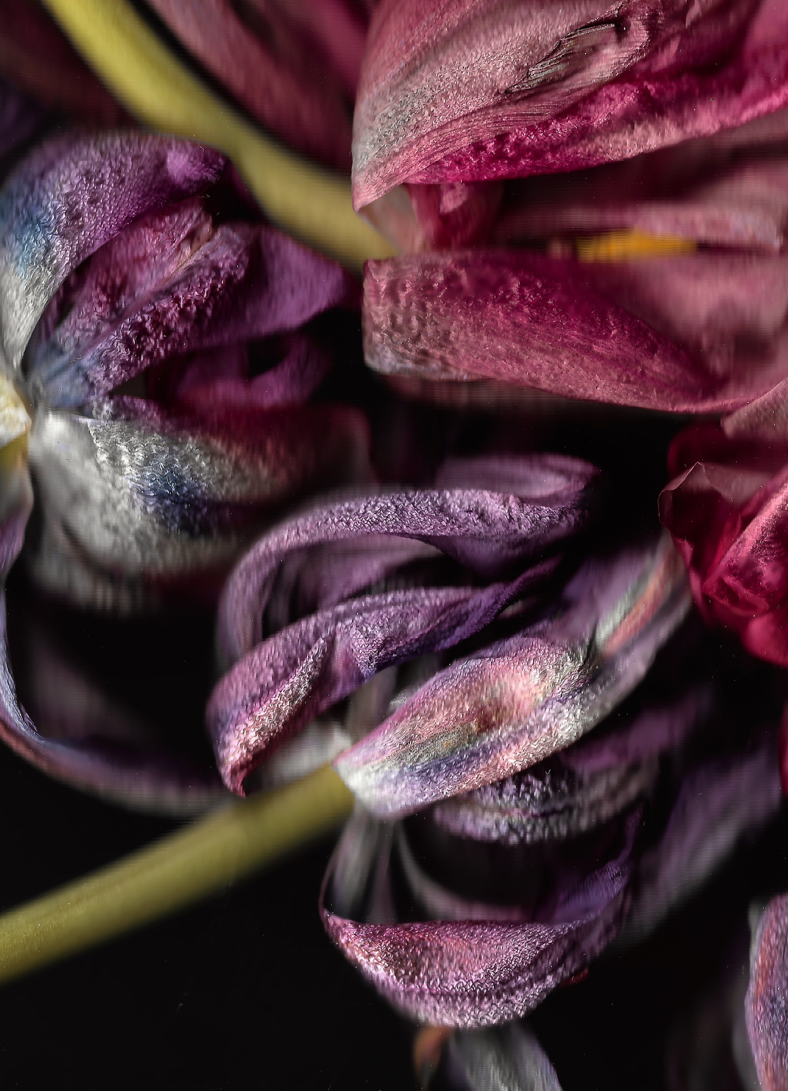 Серия „Тюльпаны“. Детский и семейный фотограф Зоя Павкина