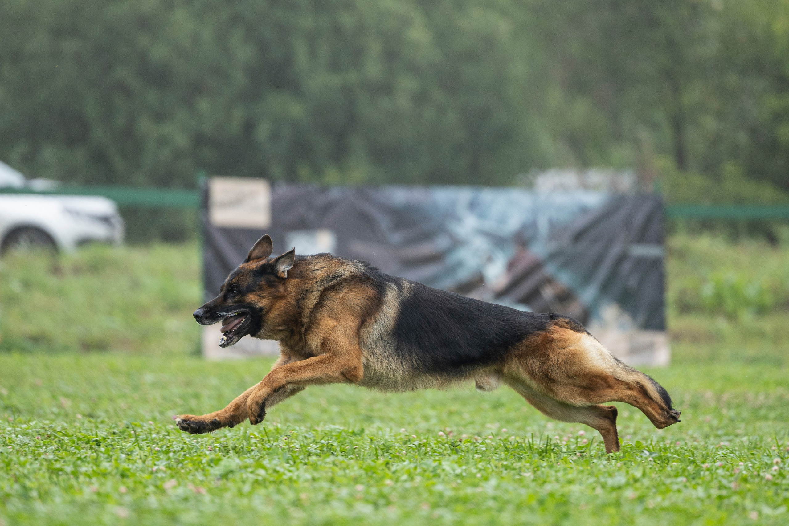 Соревнования по Мондьорингу г. Вологда 10-11.08.2024. Фотограф-анималист Анна Маринич