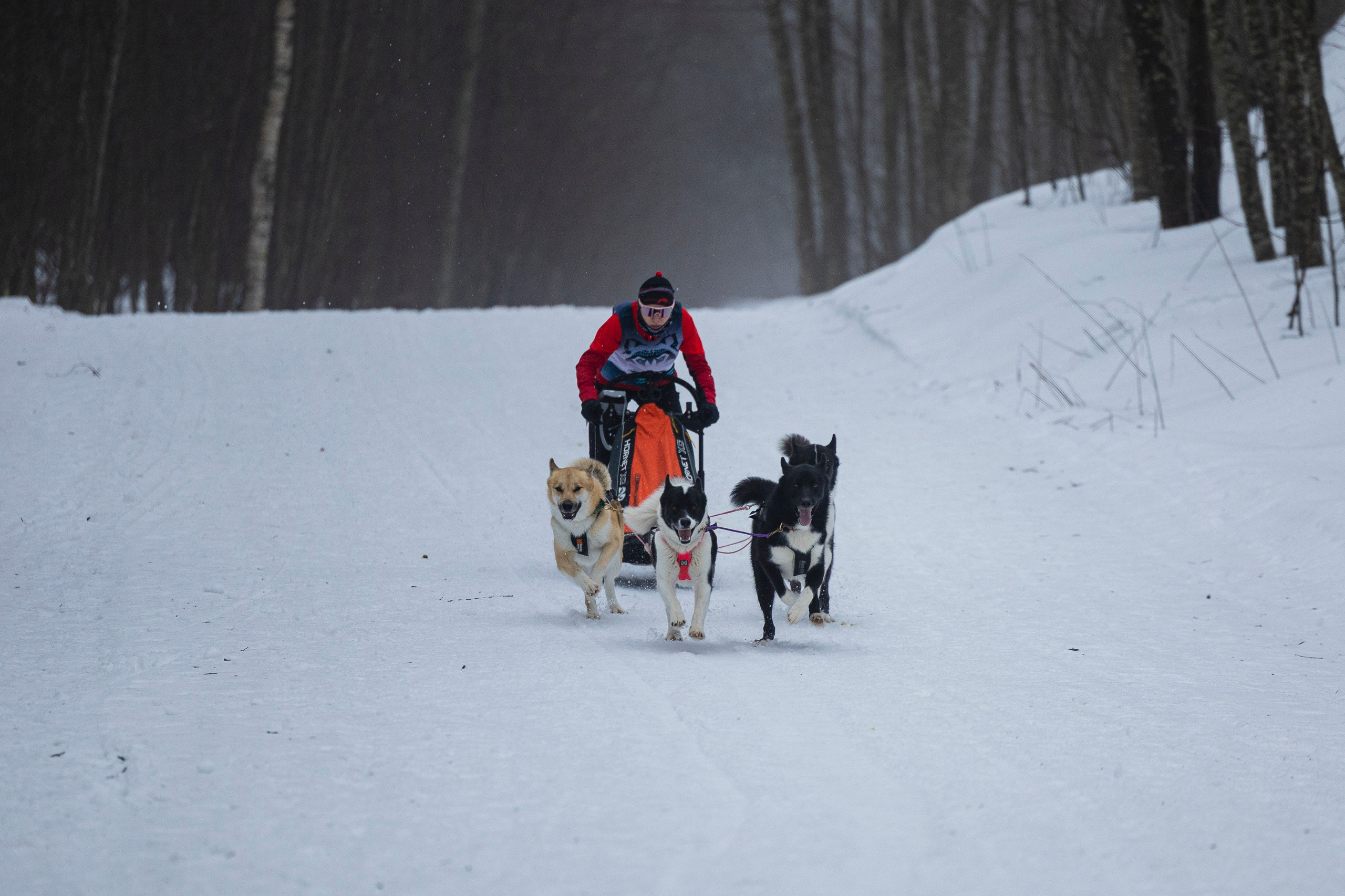 Зимний Чемпионат Санкт-Петербурга по ездовому спорту. Фотограф-анималист Анна Маринич