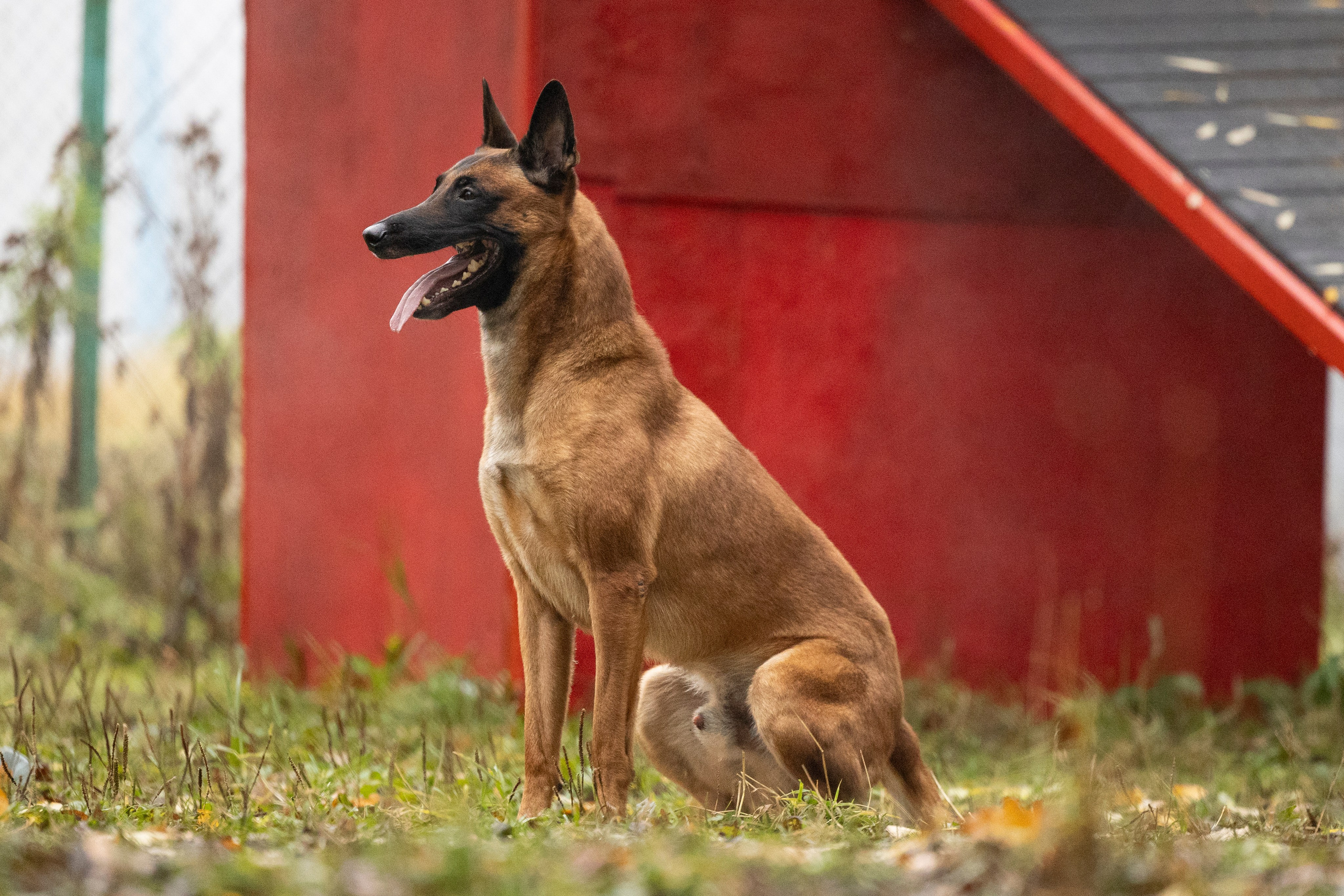 Соревнования по Мондьорингу г. Вологда. Фотограф-анималист Анна Маринич