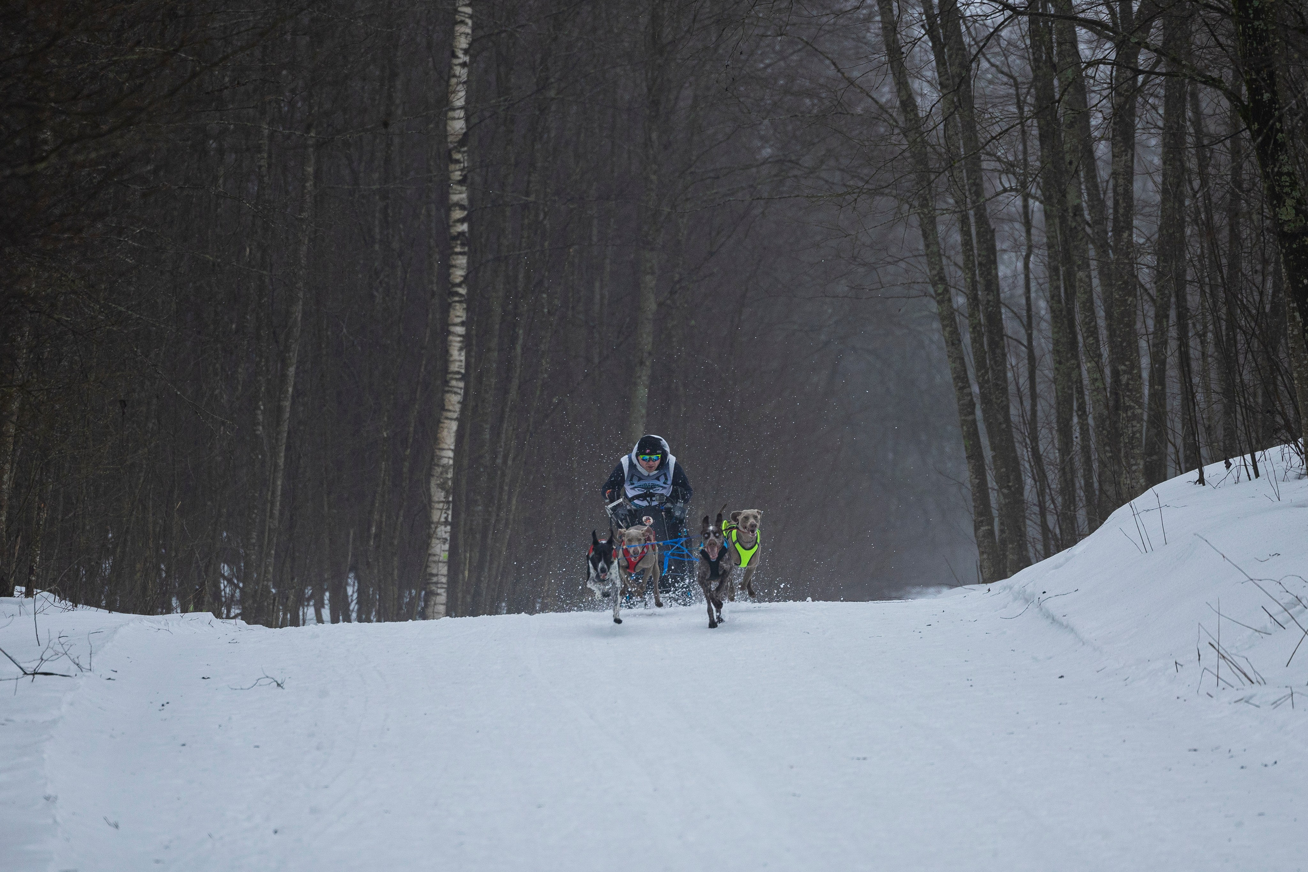 Зимний Чемпионат Санкт-Петербурга по ездовому спорту. Фотограф-анималист Анна Маринич