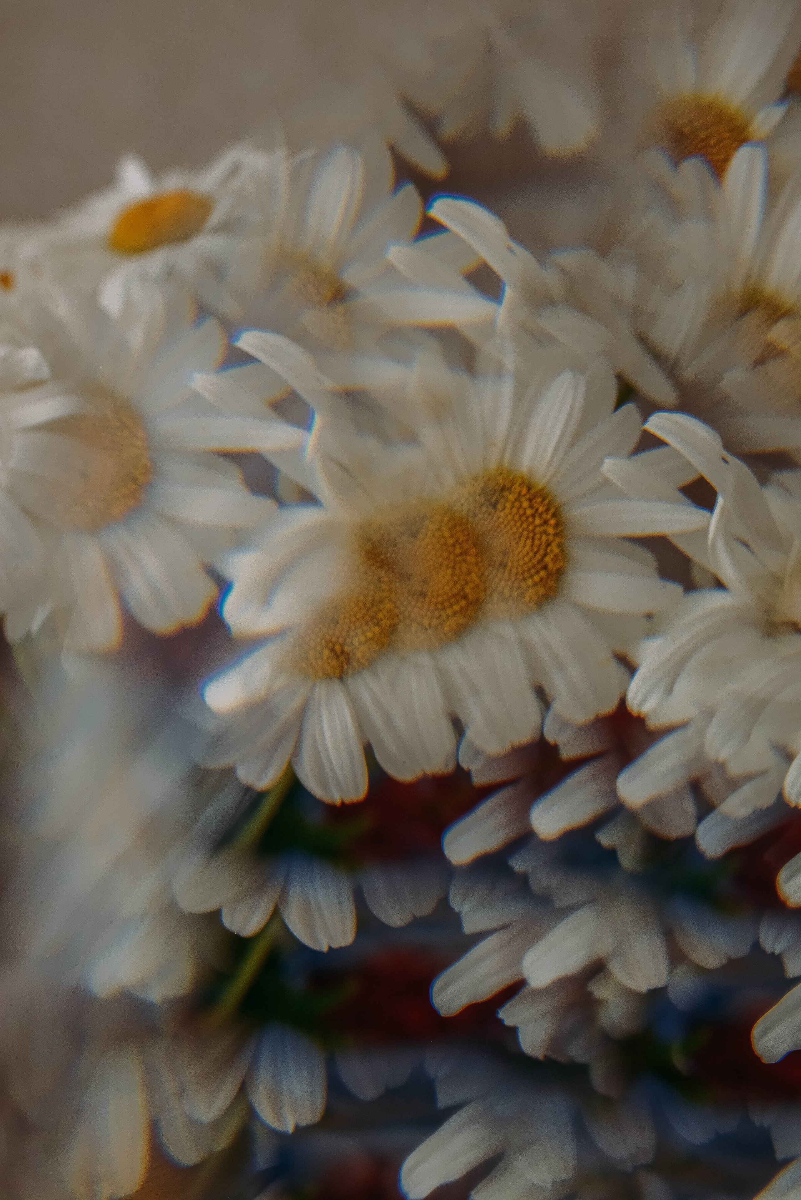 ПРЕДМЕТНАЯ/ МАКРО. Фотограф Фомина Екатерина Сергеевна