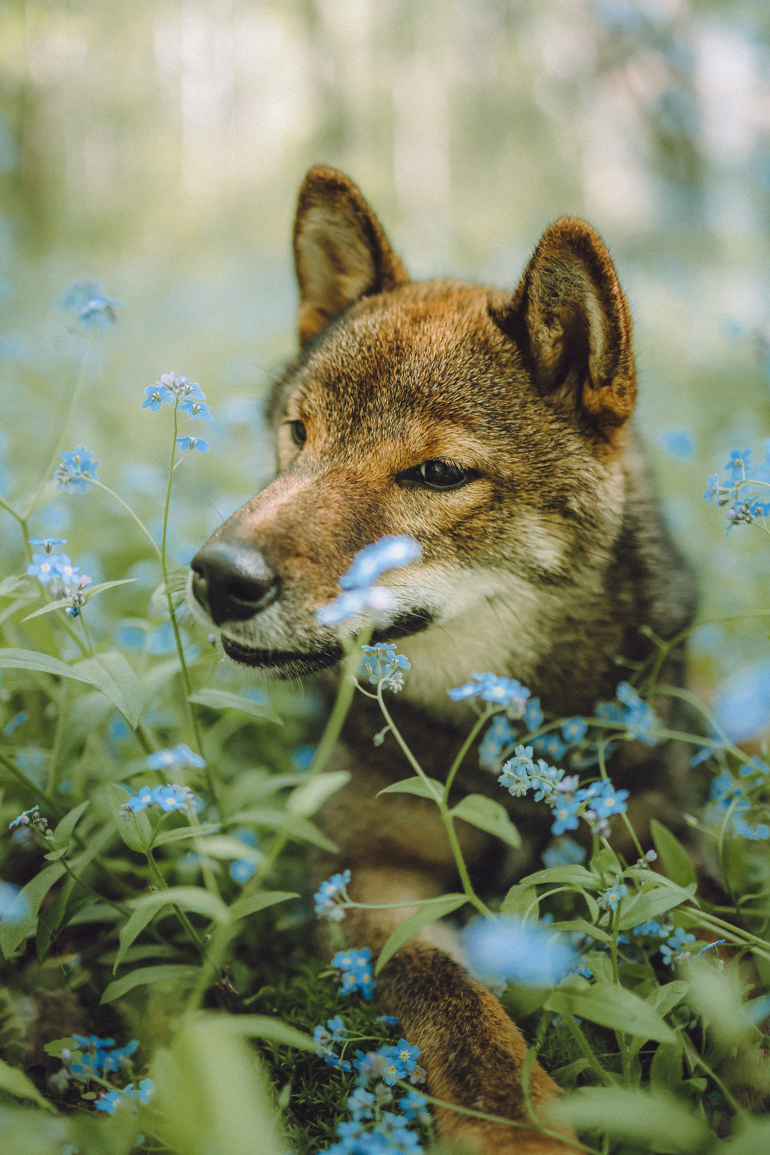 Шед, Цири, Чиби, Цера и их семья