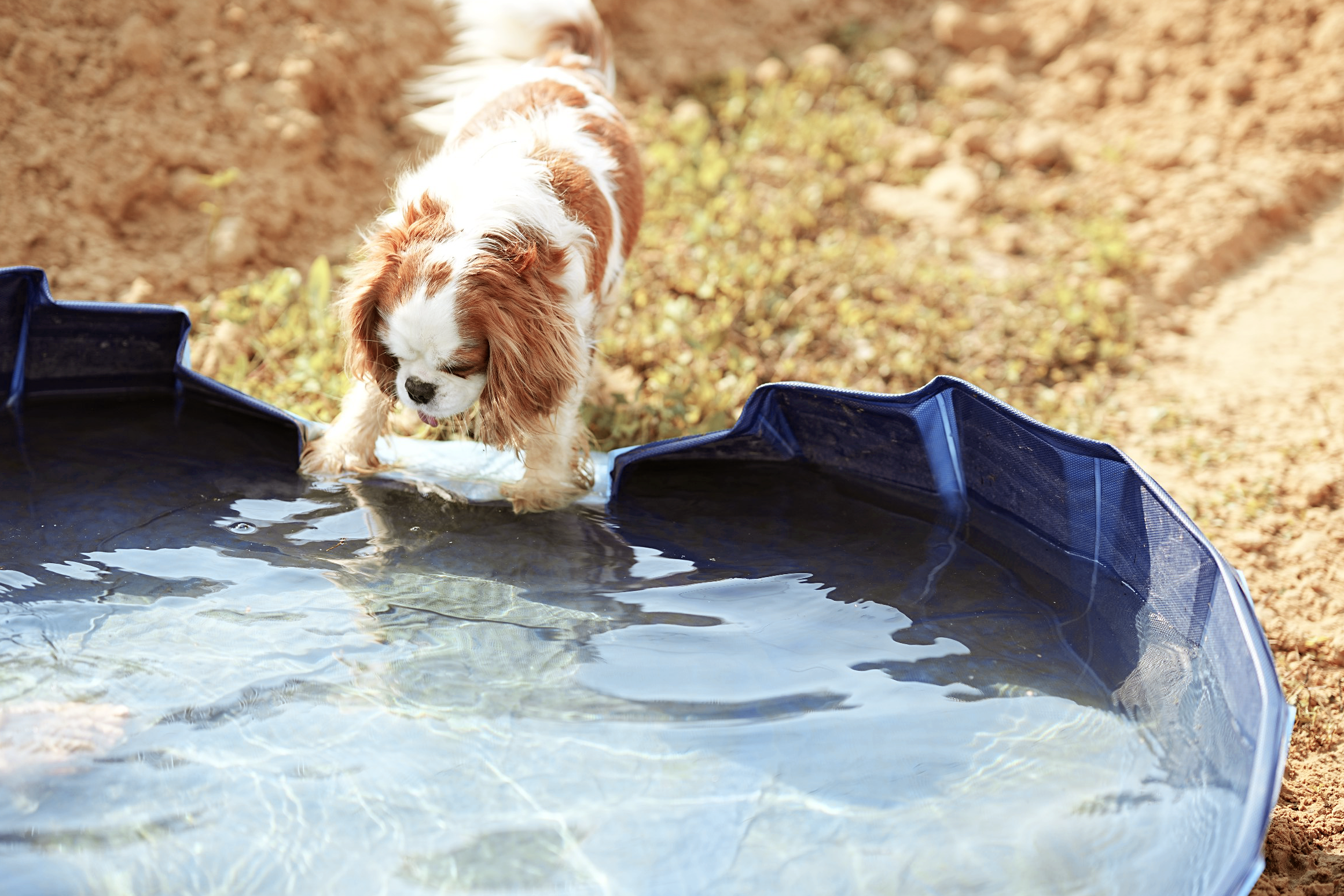 Animals. Фотограф Евгения Саботаж в г. Москва