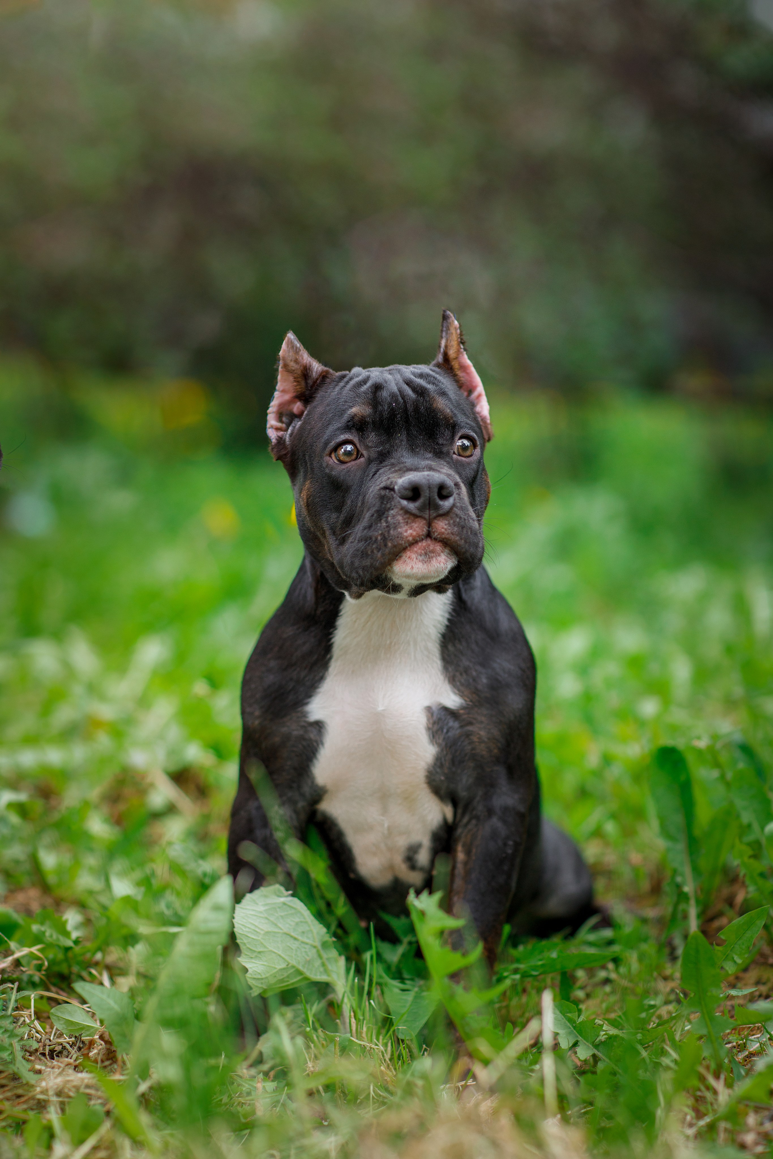 Фотосессия щенков. Фотограф для Вашей собаки