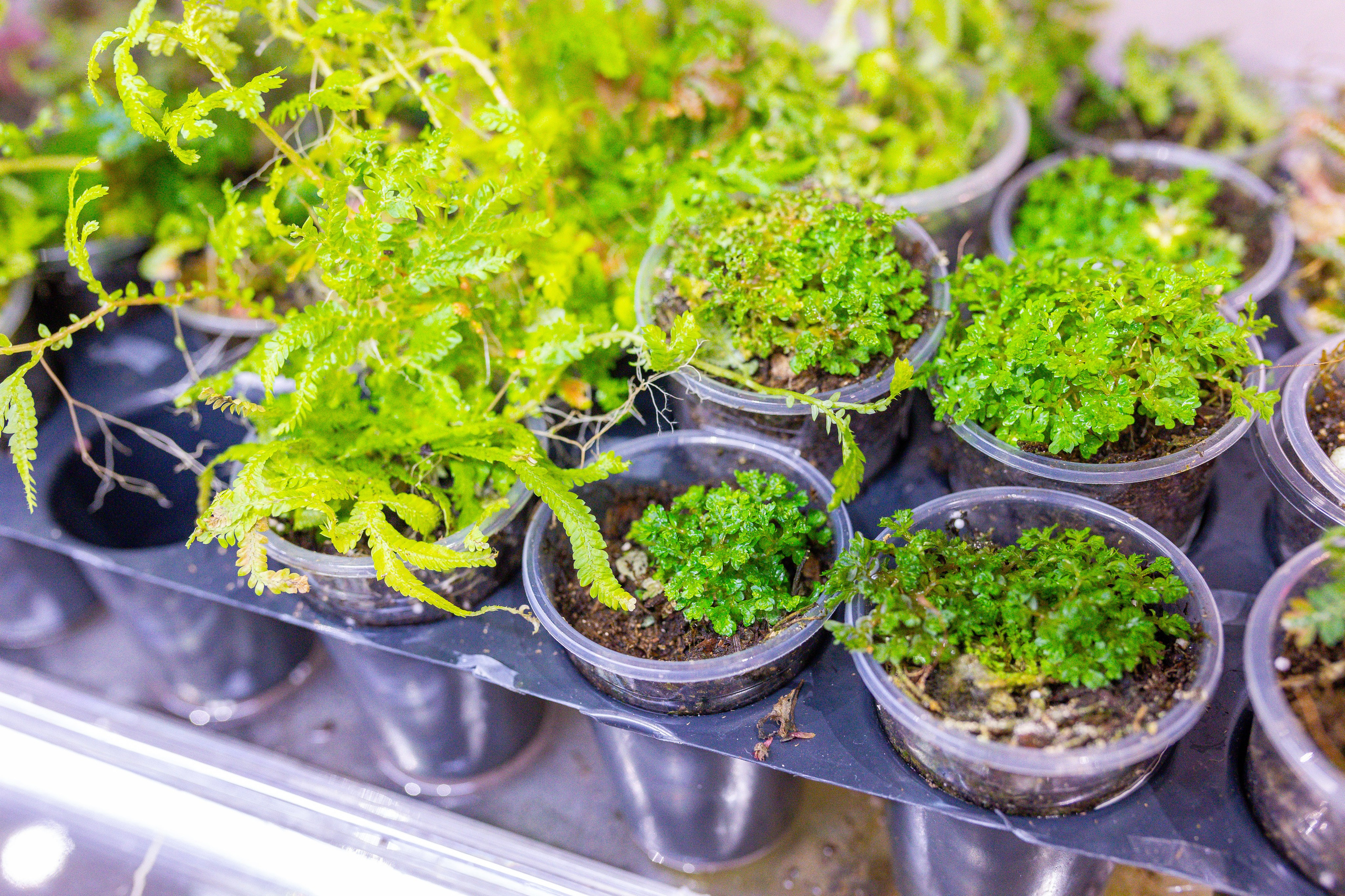 Монстериум 11–12 октября. Александра Куликова фотограф, Москва