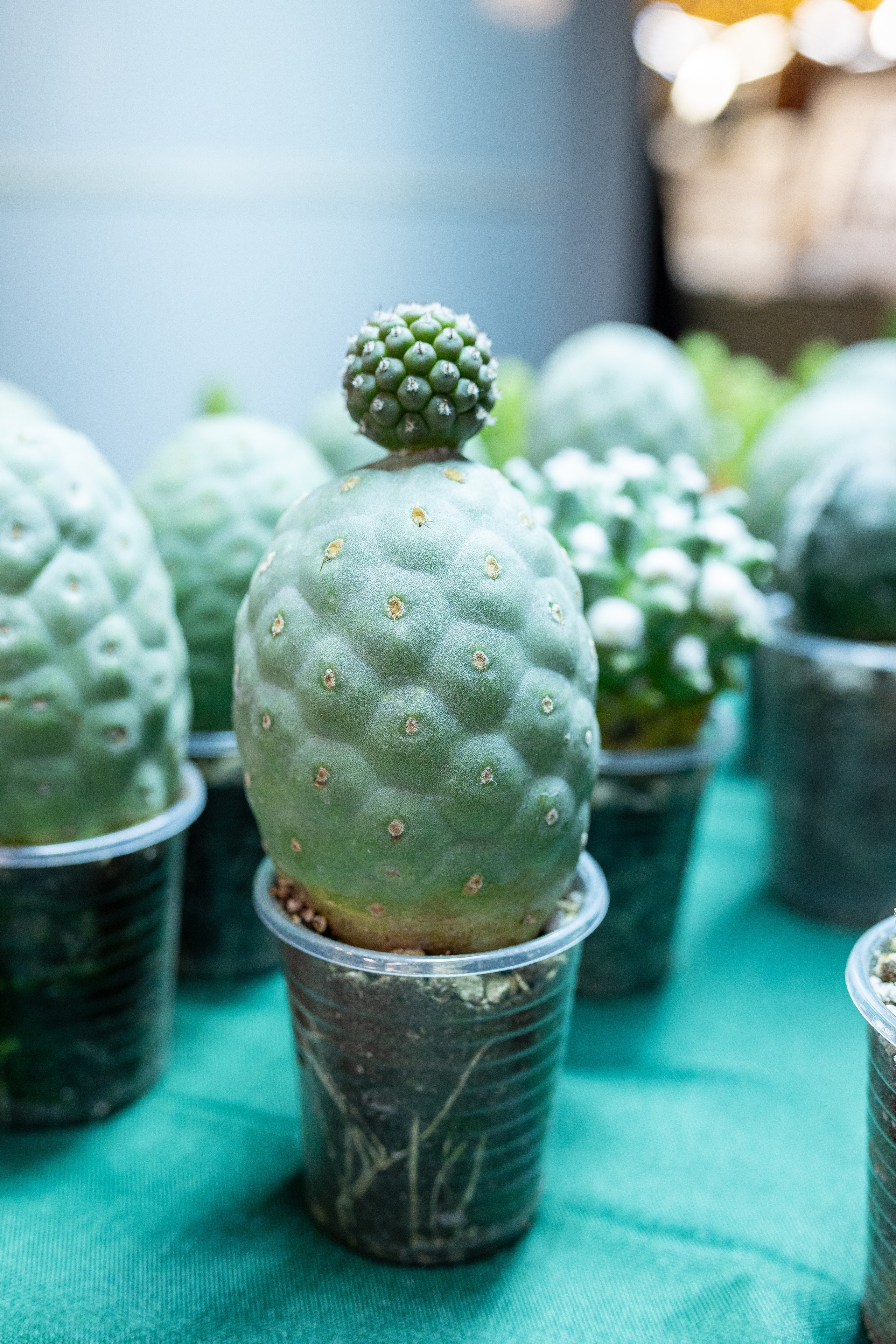 Growbox декабрь 2025. Александра Куликова фотограф, Москва