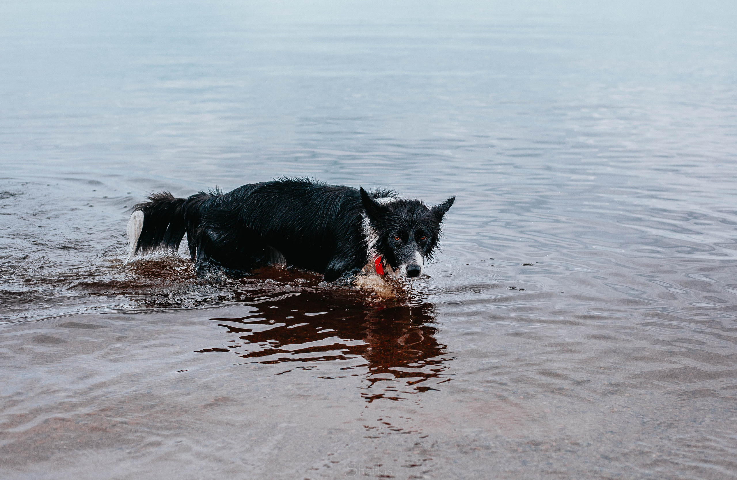 Кида и Сирша. Главная